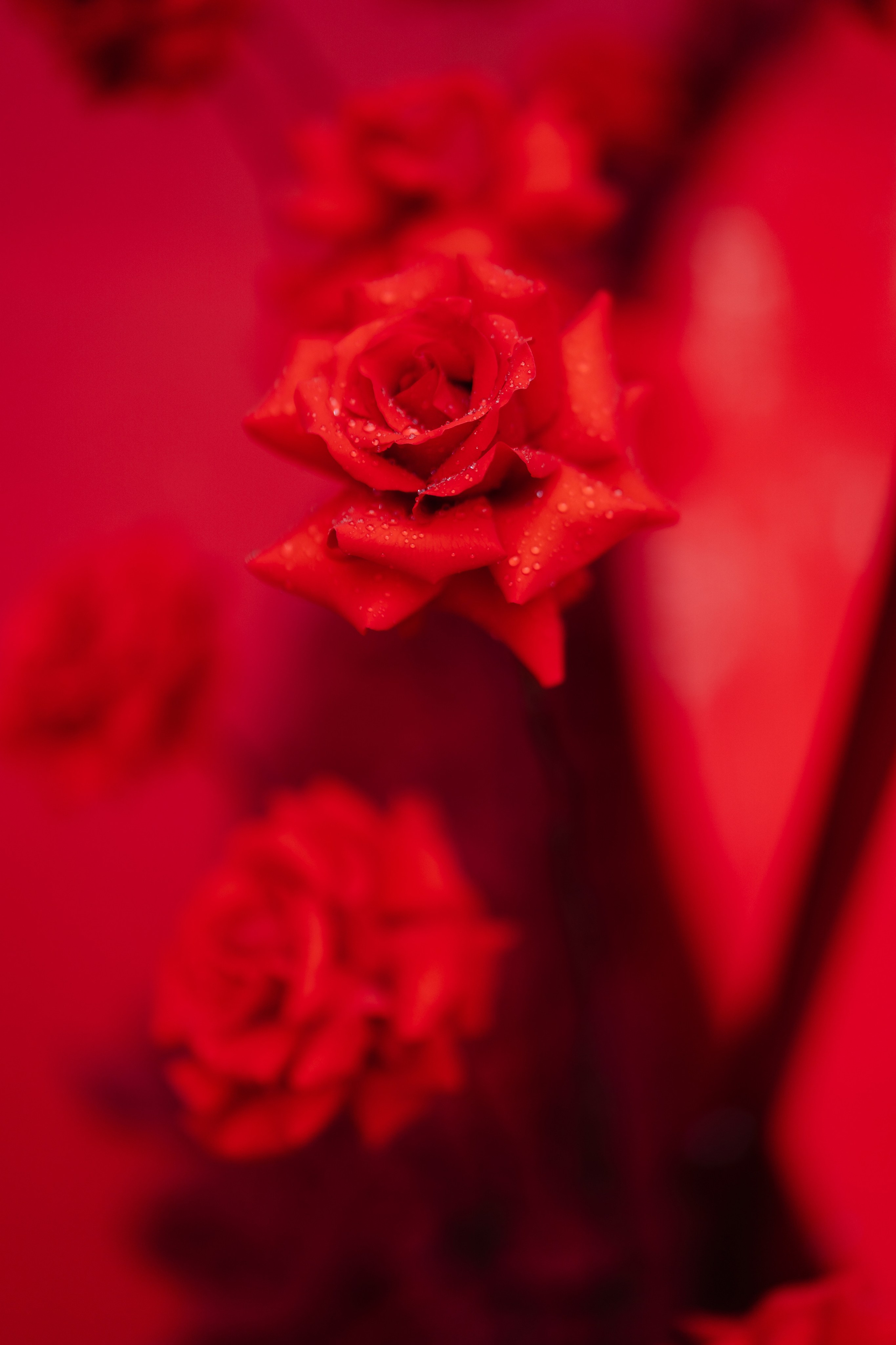 Андрей и Ева. Свадебный и репортажный фотограф в Москве Андрей Вайман