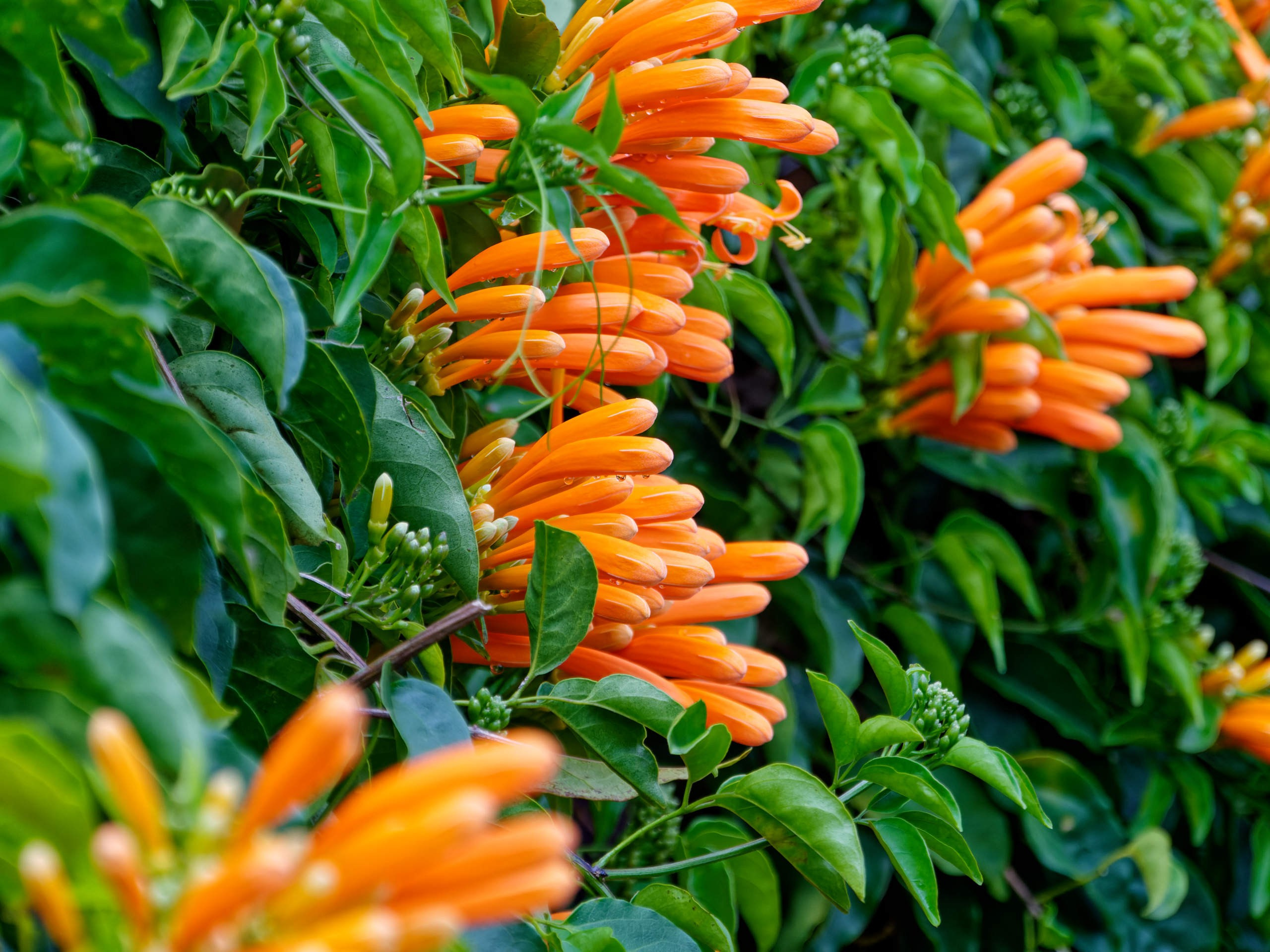 Далат 2023. Избранные фотографии