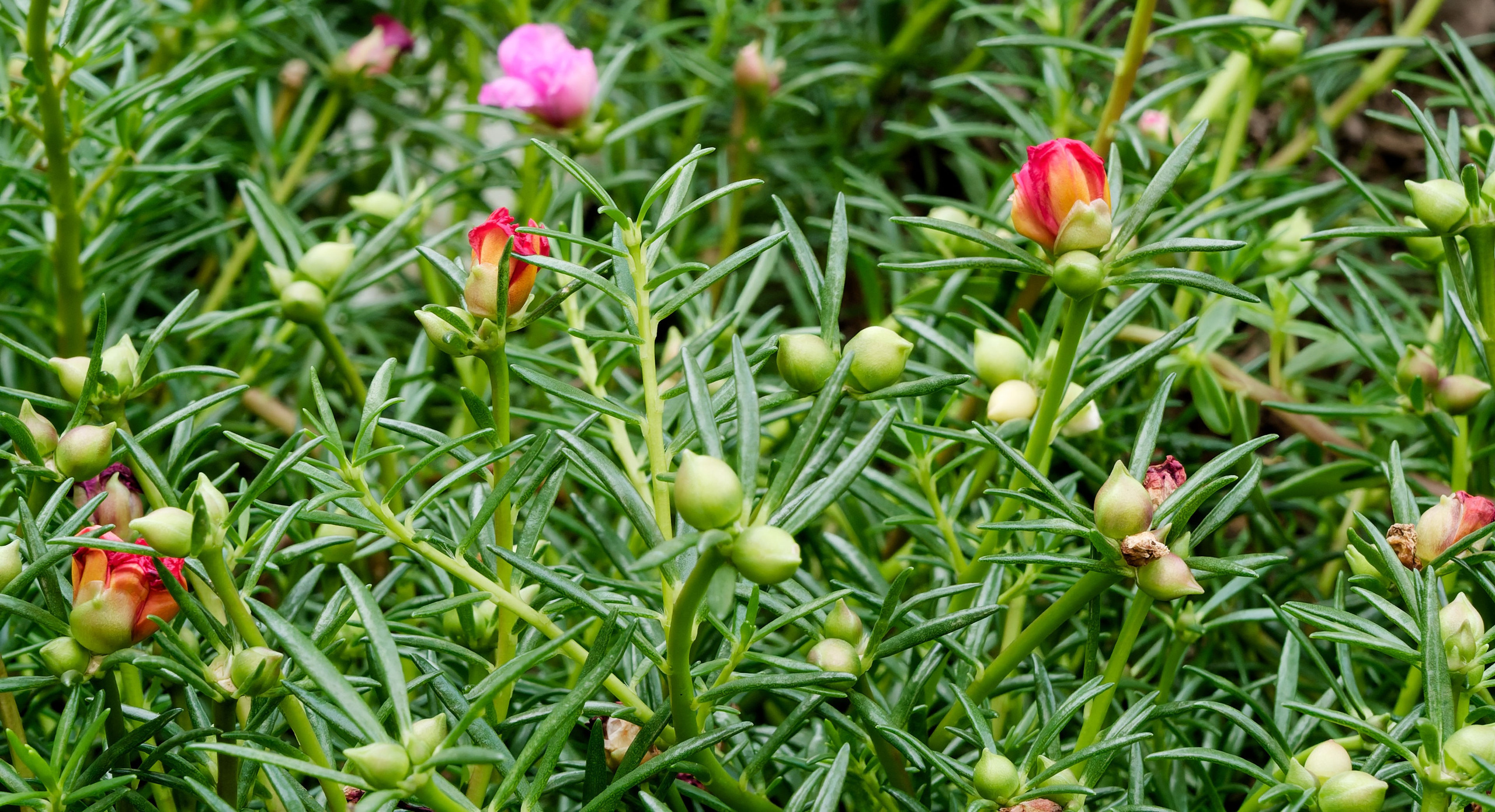 Хайнань 2026, «Food Street» ночная улица еды в Ялунване. Фотопрогулки по Миру