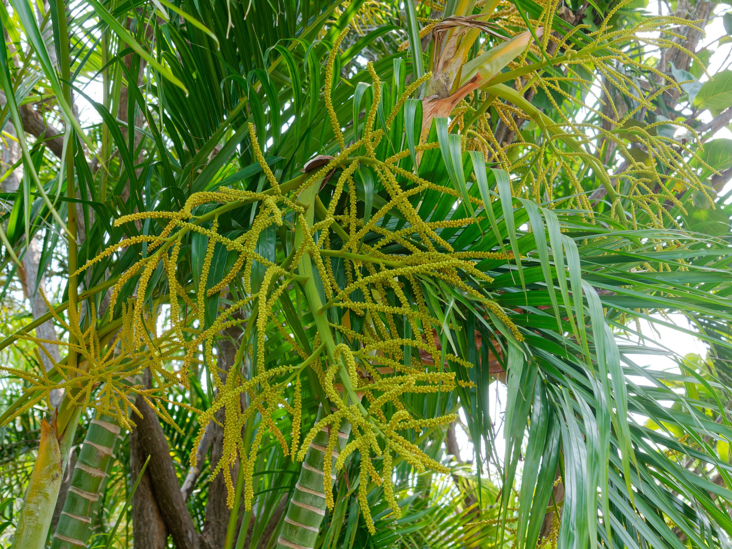 Хайнань 2026, флора, цветы и деревья. Фотопрогулки по Миру