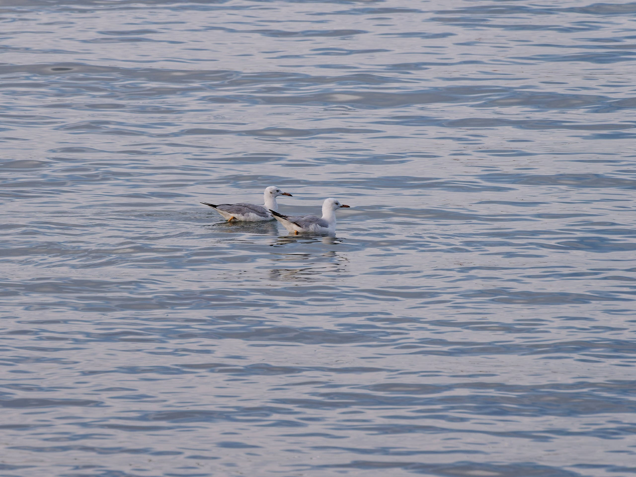 Шарм-эль-Шейх 2022 (1). Избранные фотографии