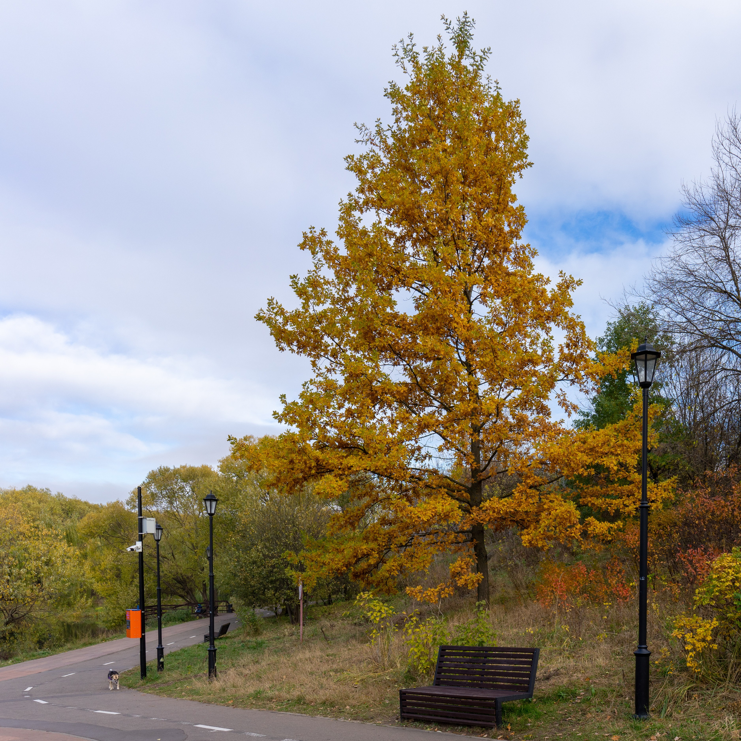 Осень, autumn, парк, деревья, лист, красный, желтый, зеленый. Авторские фотографии Чугунова Николая