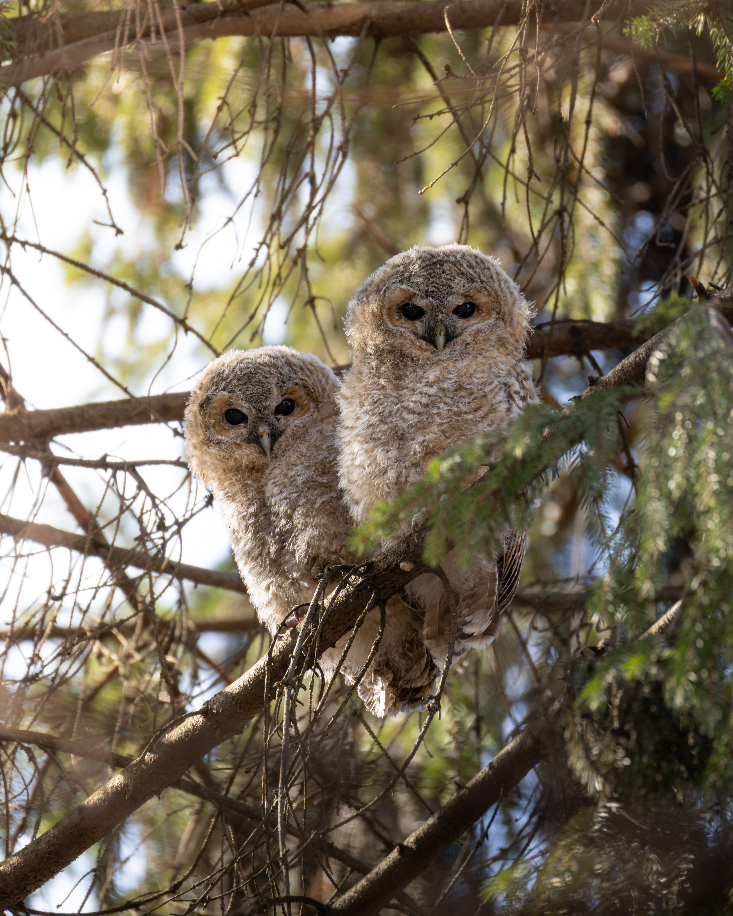 Voronezh 2026. Anton Chernov | Wildlife photographer
