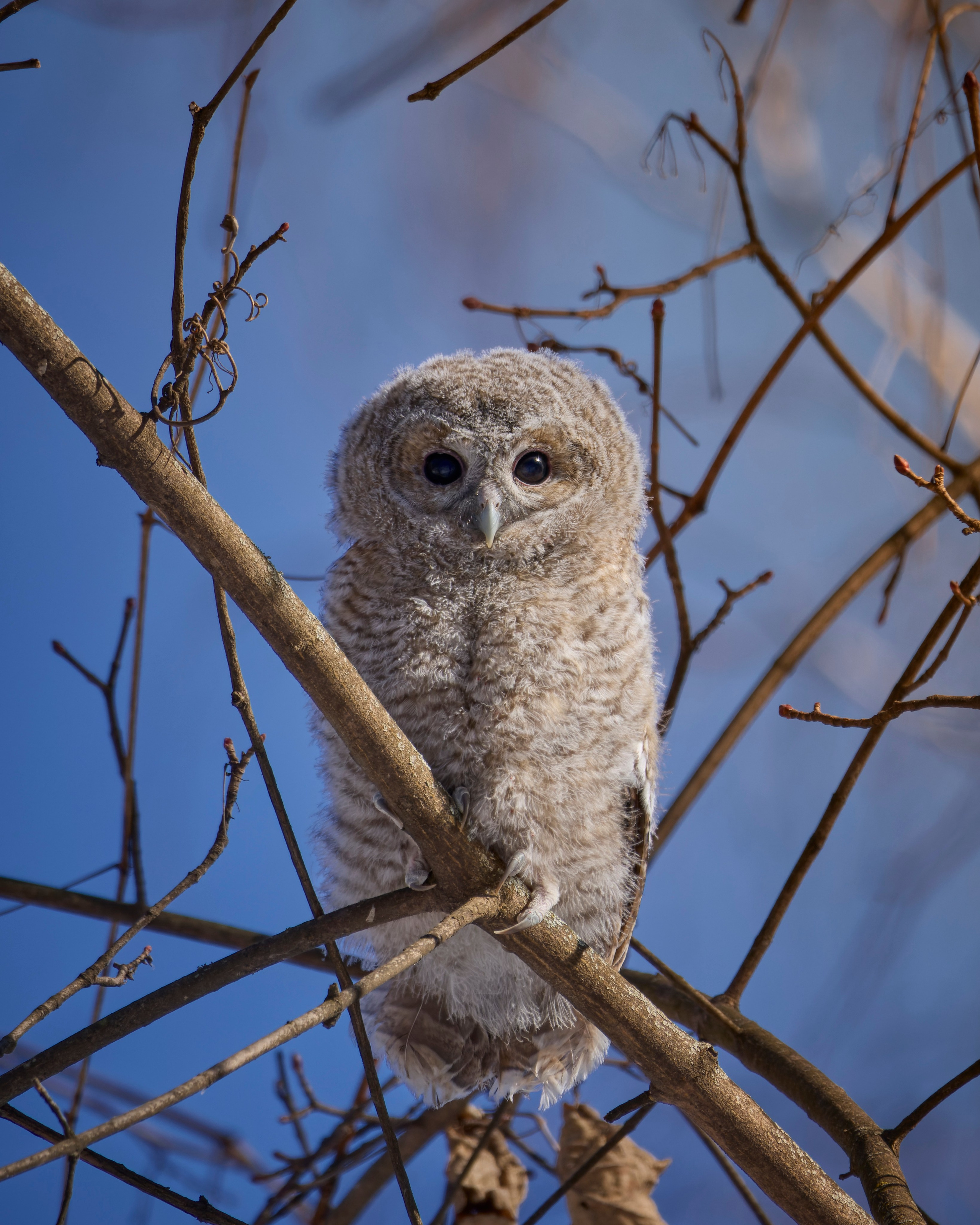 Voronezh 2024. Anton Chernov | Wildlife photographer