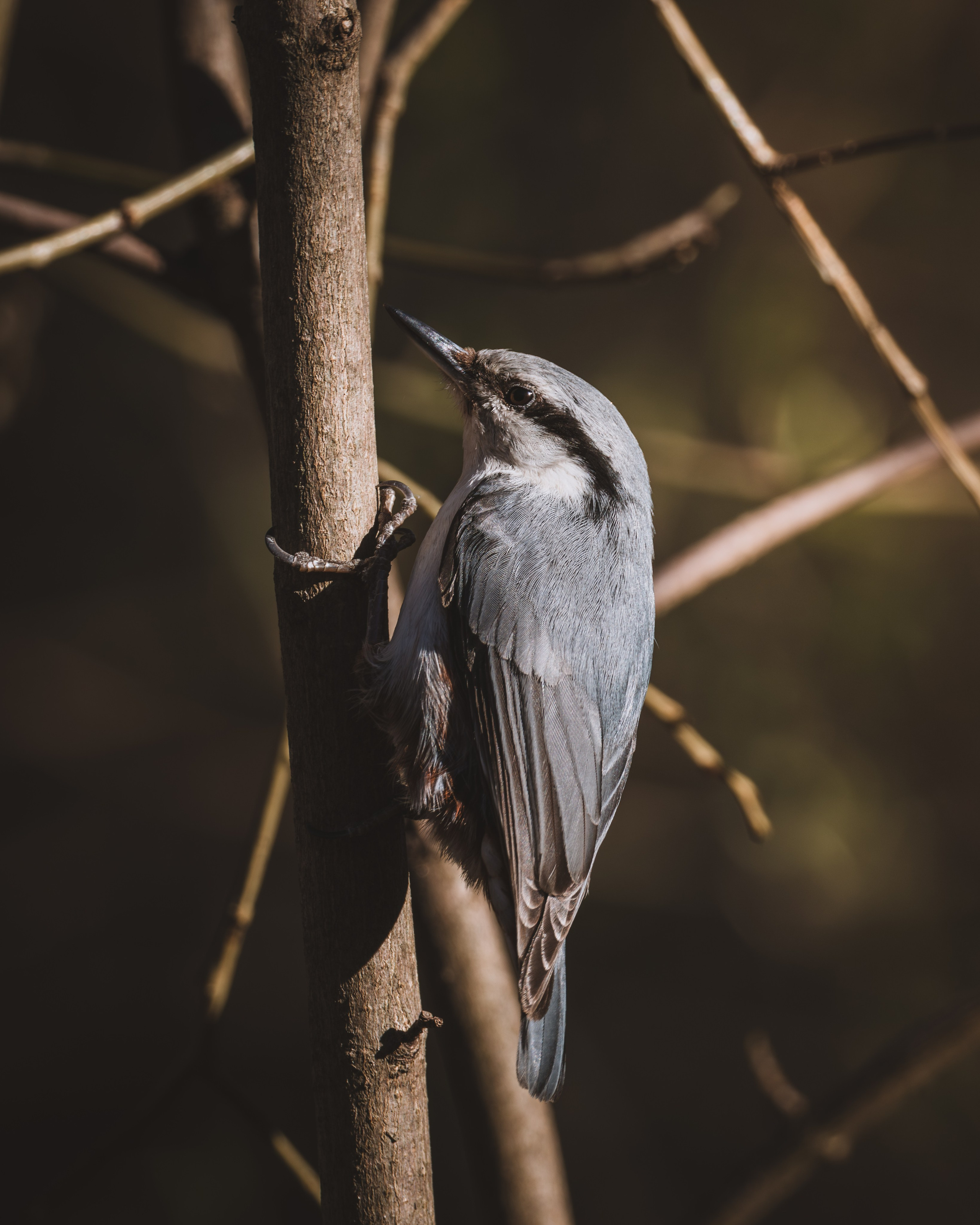 Voronezh 2025. Anton Chernov | Wildlife photographer