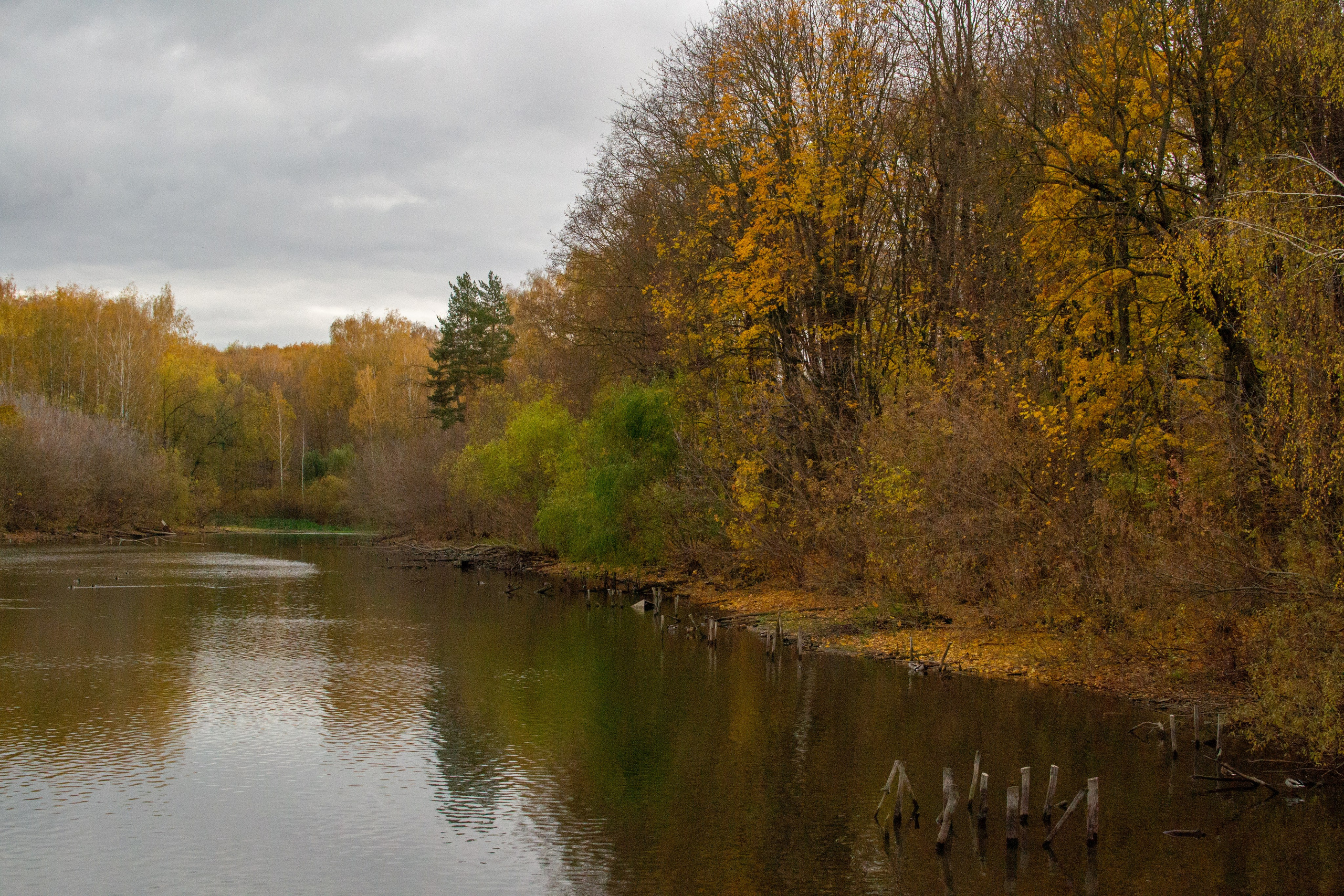Старенький Nikon 3100 и nikkor 35 mm 1.8 (фото проявленные из RAW-NEF файлов). Фотограф в Туле Крупский АнДРей. Фотостудия «КАДР71» в Туле