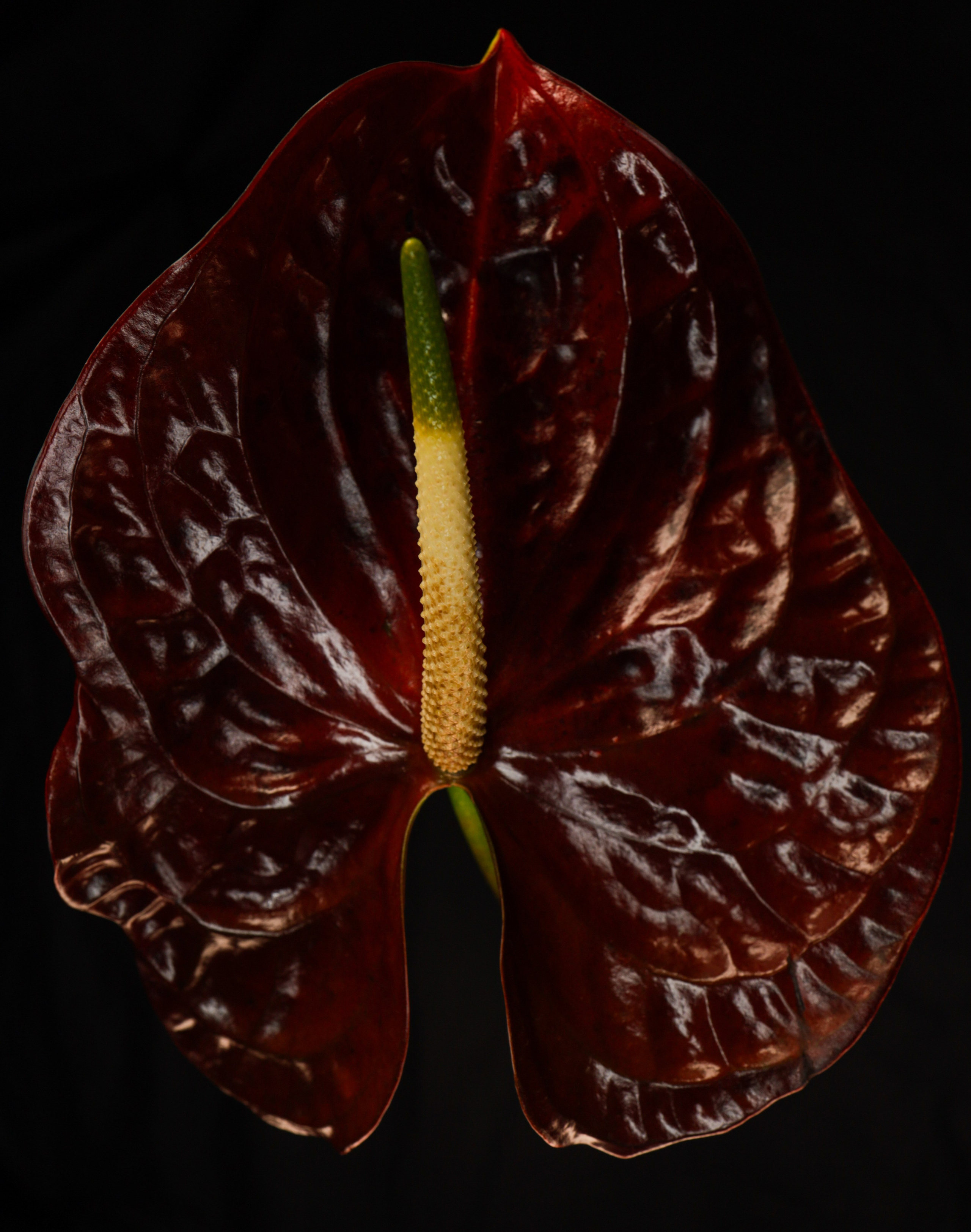 Природа &. Фотохудожник в СПб