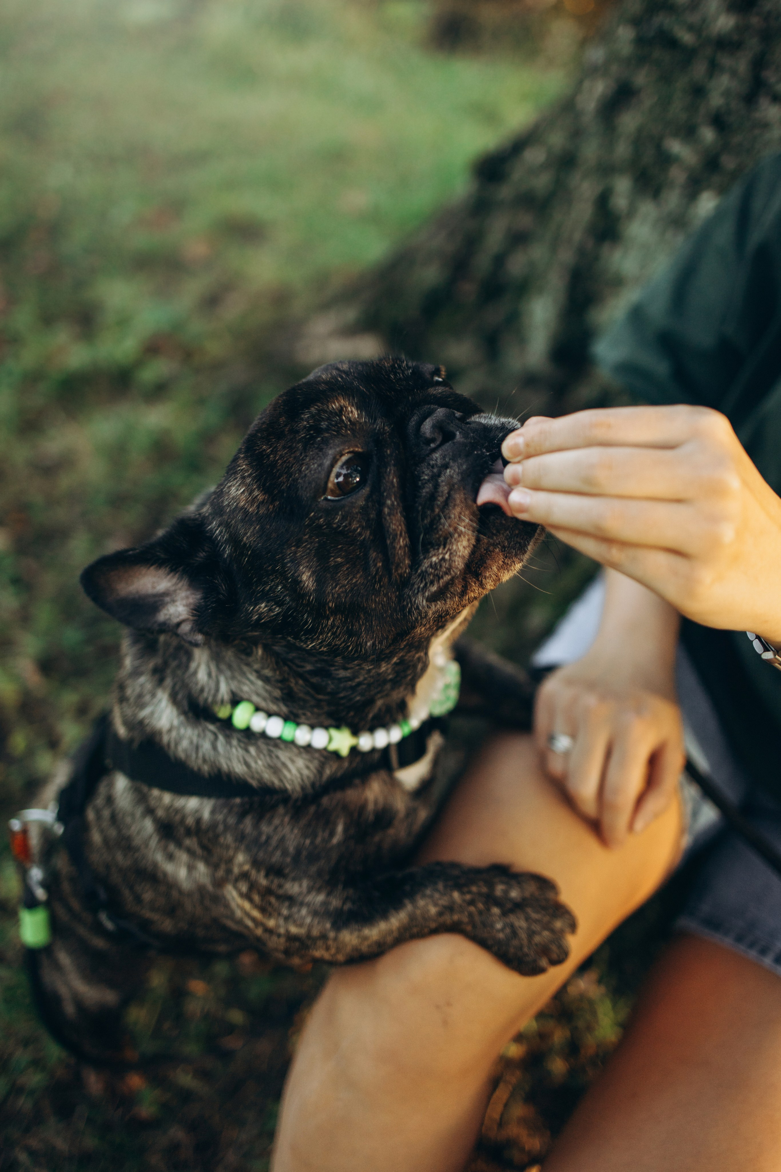 Олеся и Луи. Фотограф — Анималист | Санкт-Петербург