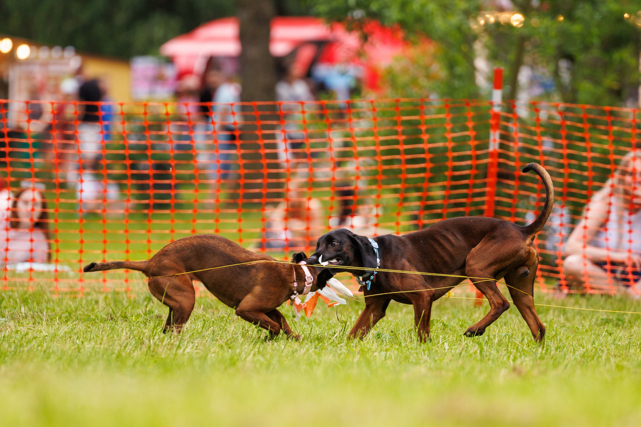 PetShopDays2026. Фотограф Александр Заломаев