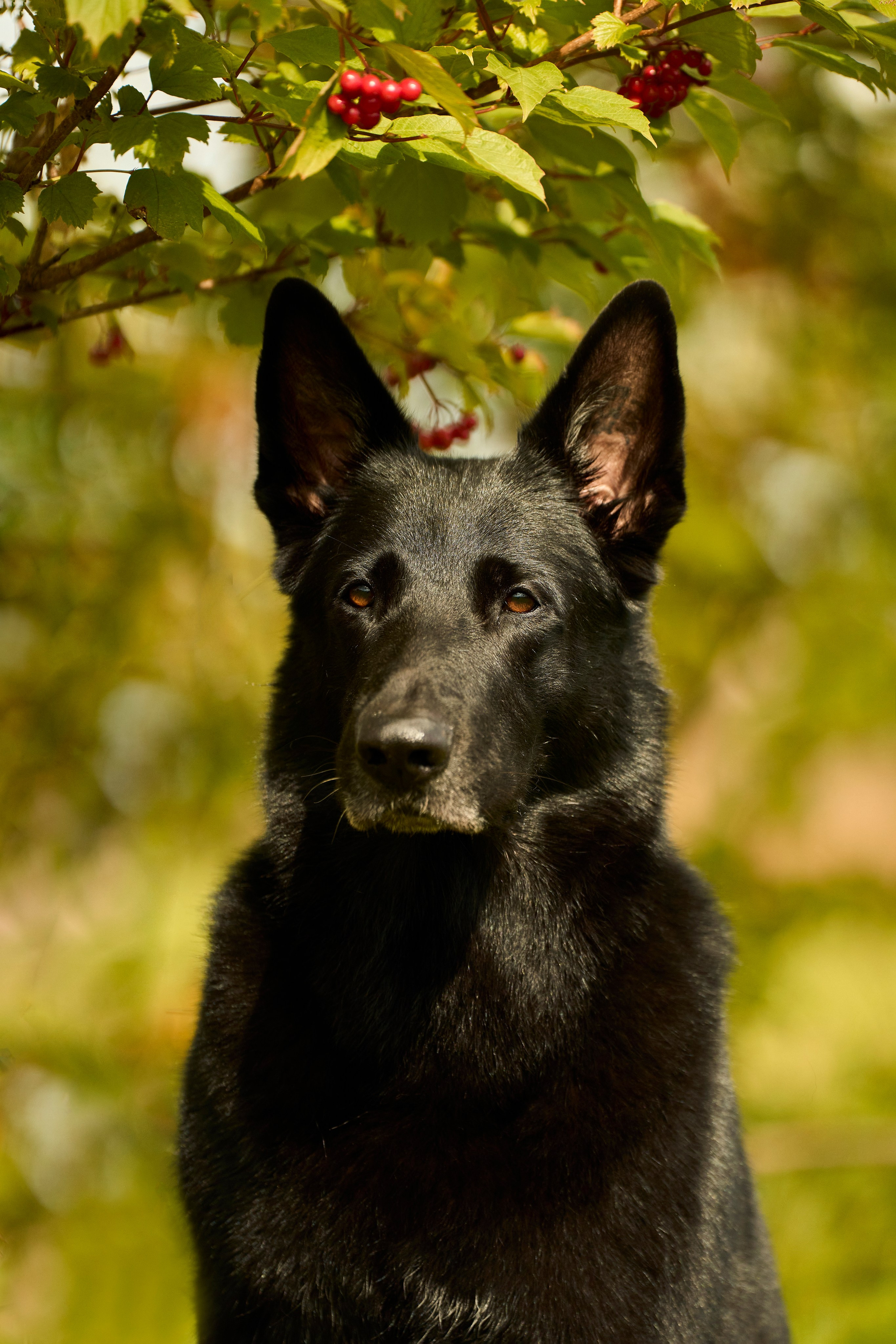 Фотосессия ваших питомцев. Женский и свадебный фотограф в Москве Елена Тараскина