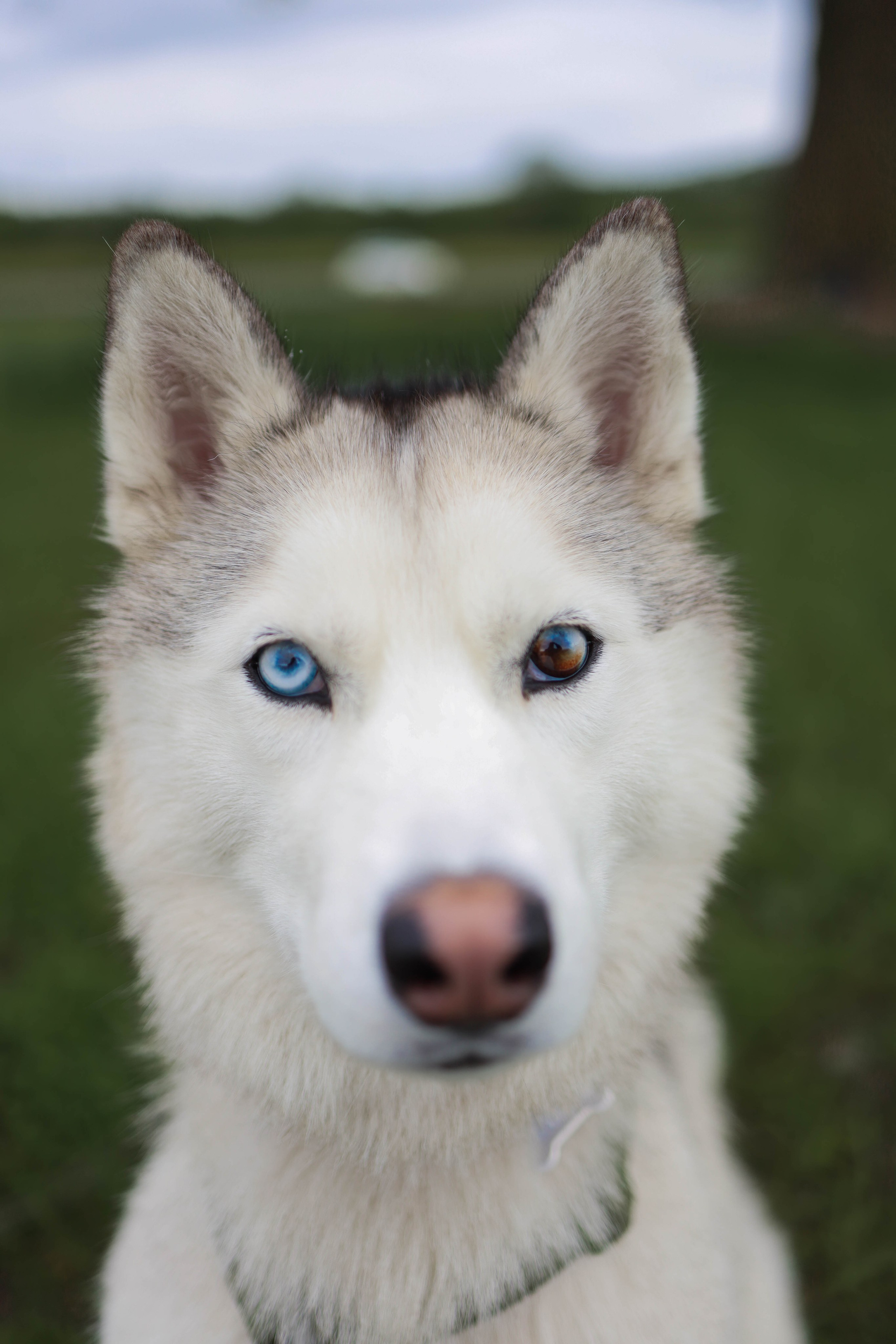 Шанти и Катя. Фотограф-анималист в Санкт-Петеребурге Титова Алиса