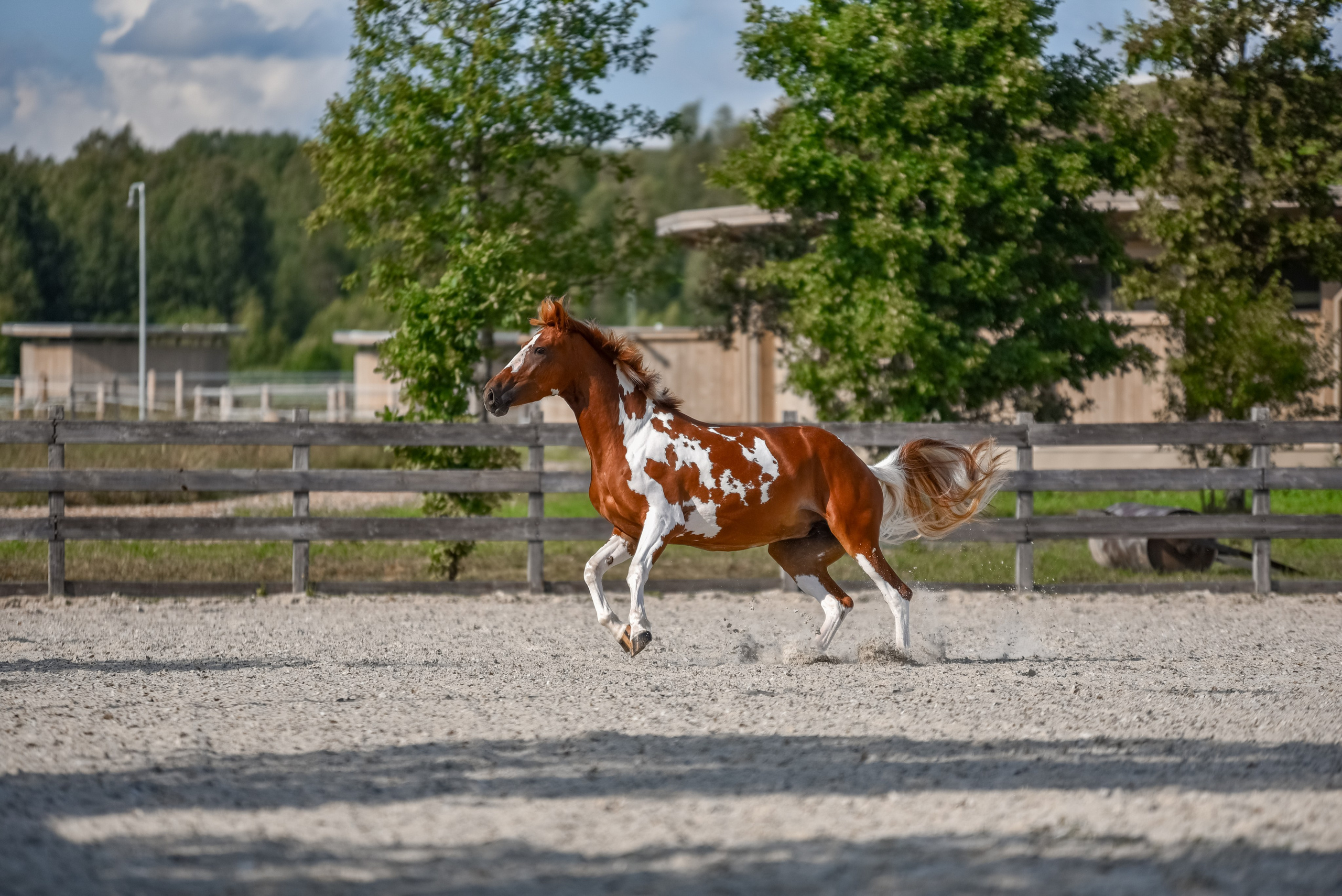 Лошади на свободе, съемка лошадей, экстерьерная съемка, фотосессия