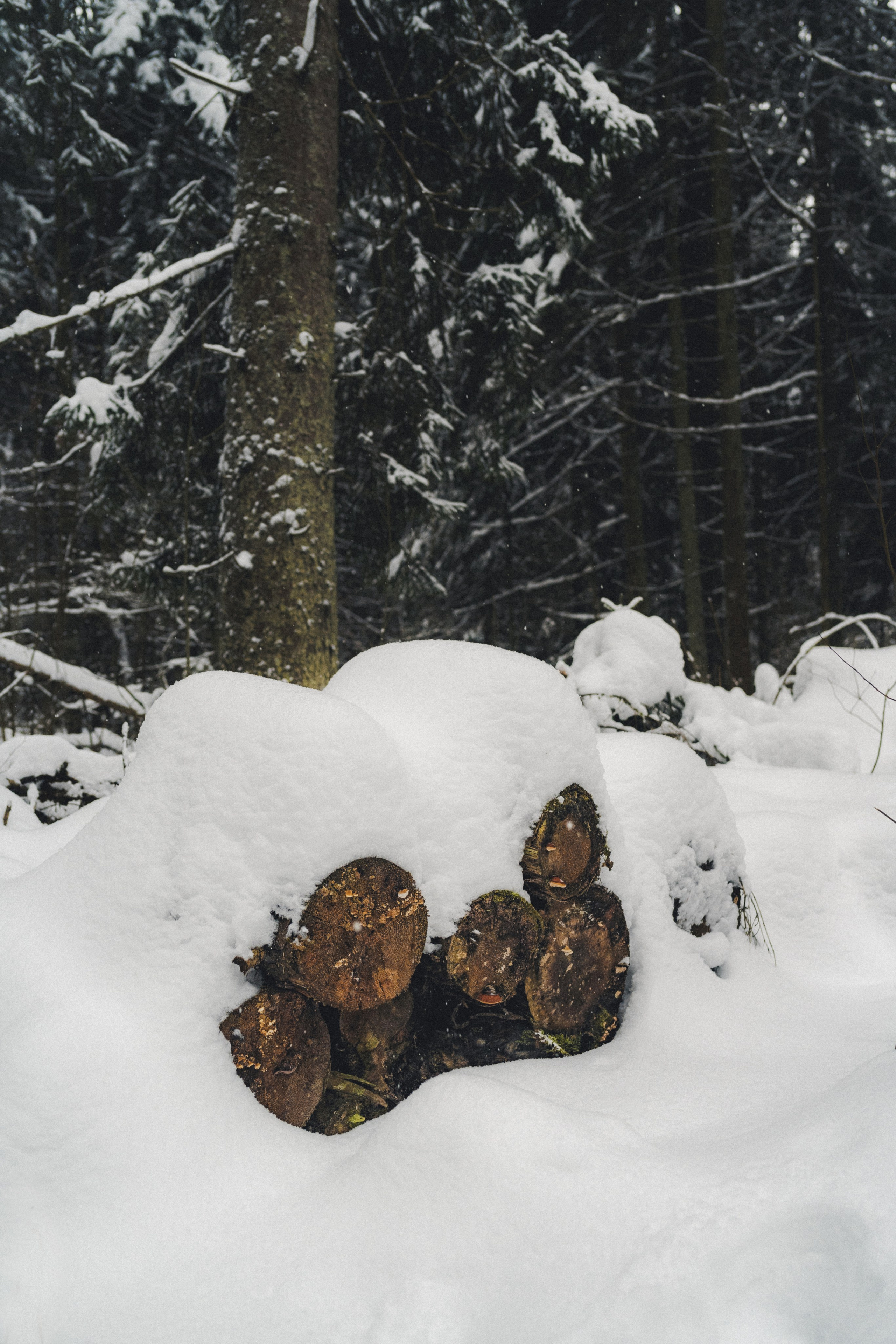Niva Bronto (Nessie) x FAUNO. Фотограф Илья К. в Москве