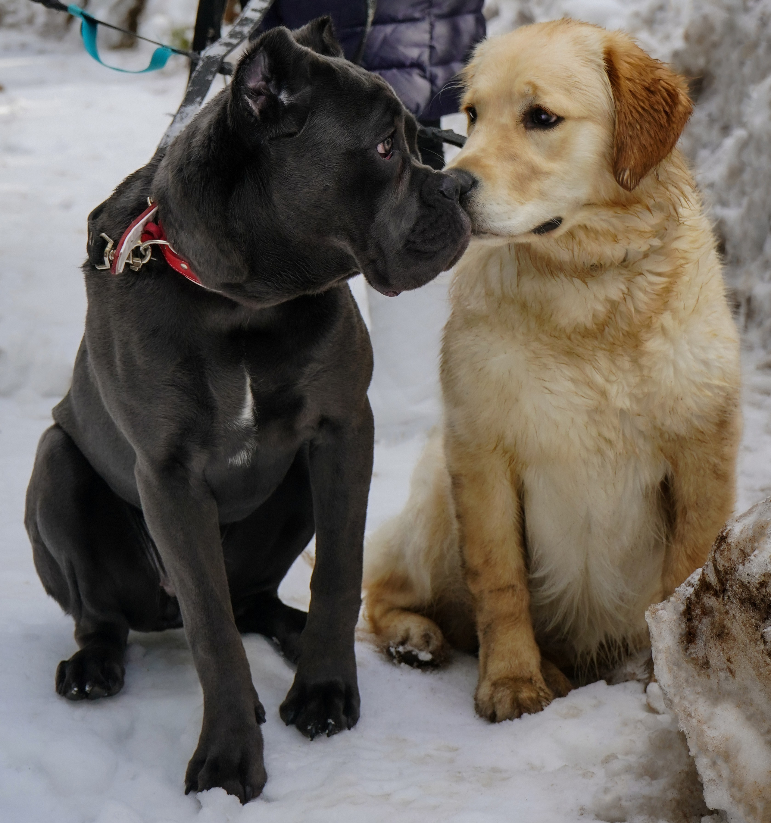 Фотосессии Пушистиков. Фотограф в Санкт-Петербурге Виктория Барышникова