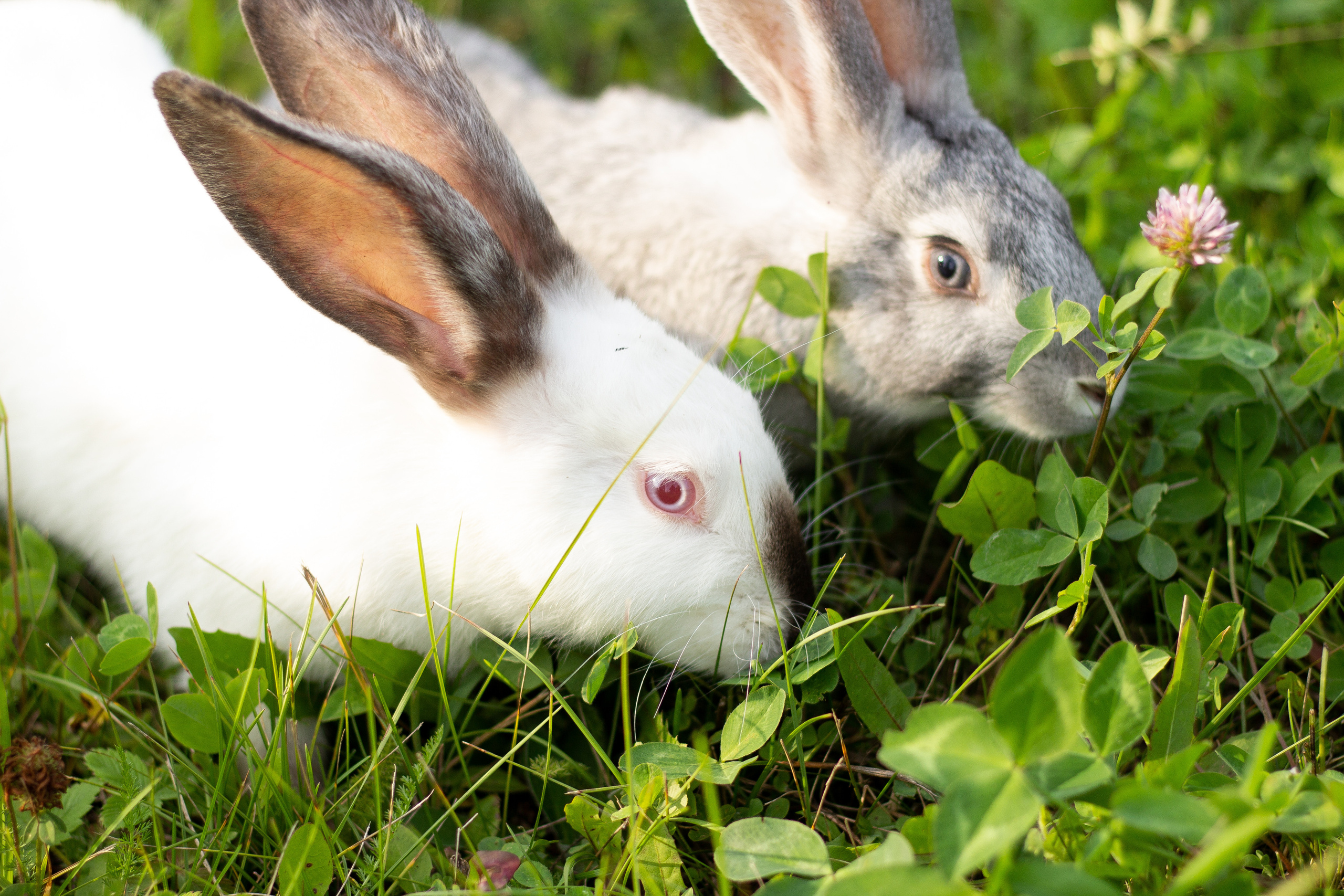 Гульназ с кроликом. Фотограф Сарбиназ Мустафина в Казани