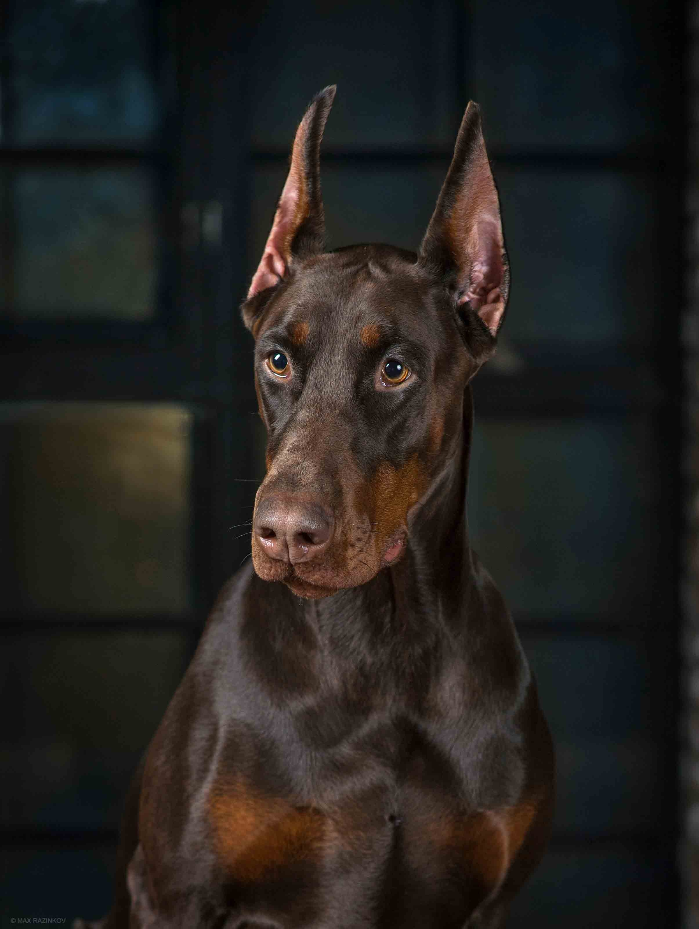 Собаки. Портретная и свадебная фотосъемка. Москва и область