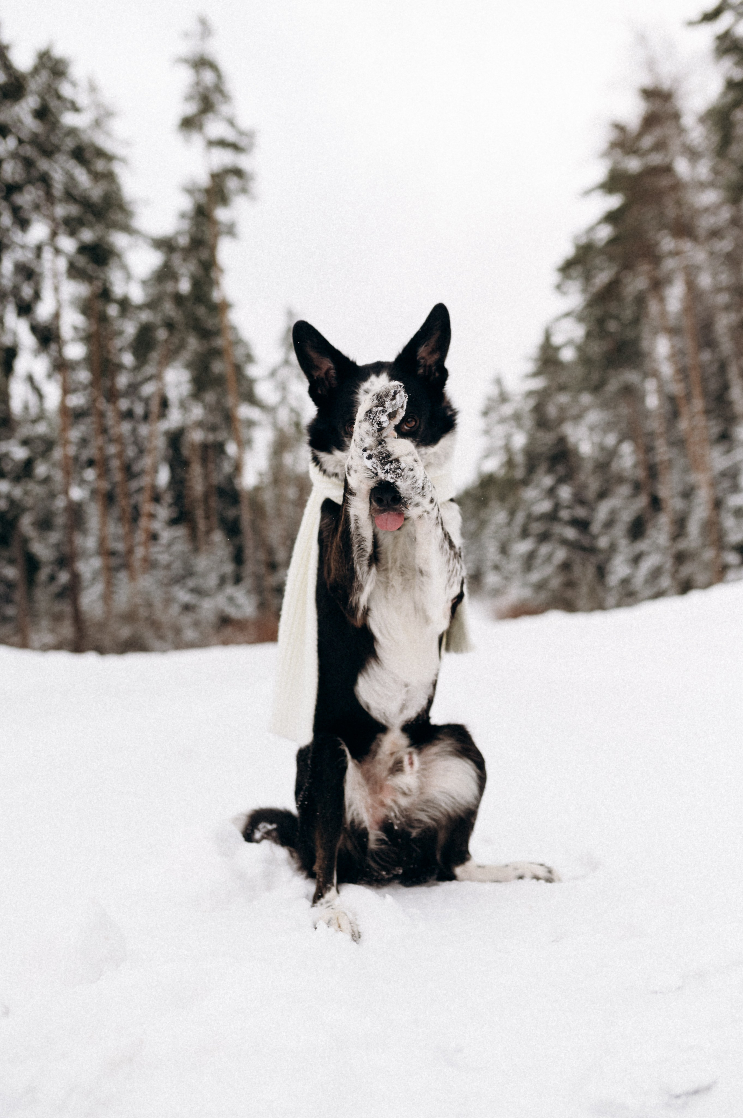 Аня и Милан. Фотограф анималист в Москве Ольга Агушева