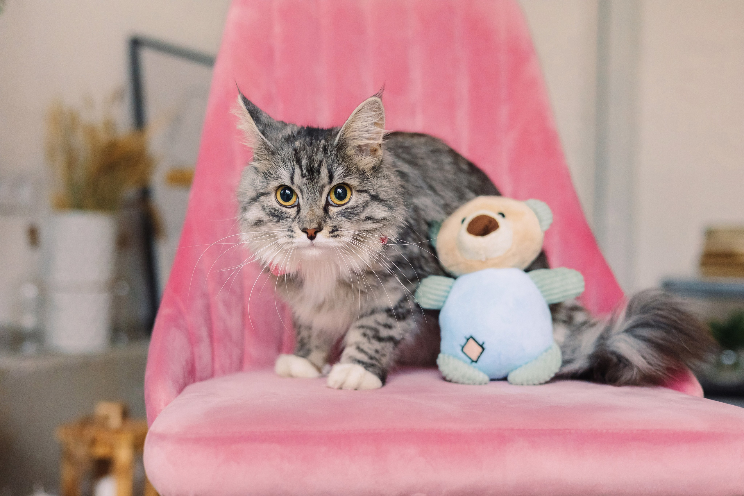 Магазин Friend of mine. Фотограф-анималист Елена Радченко, Москва