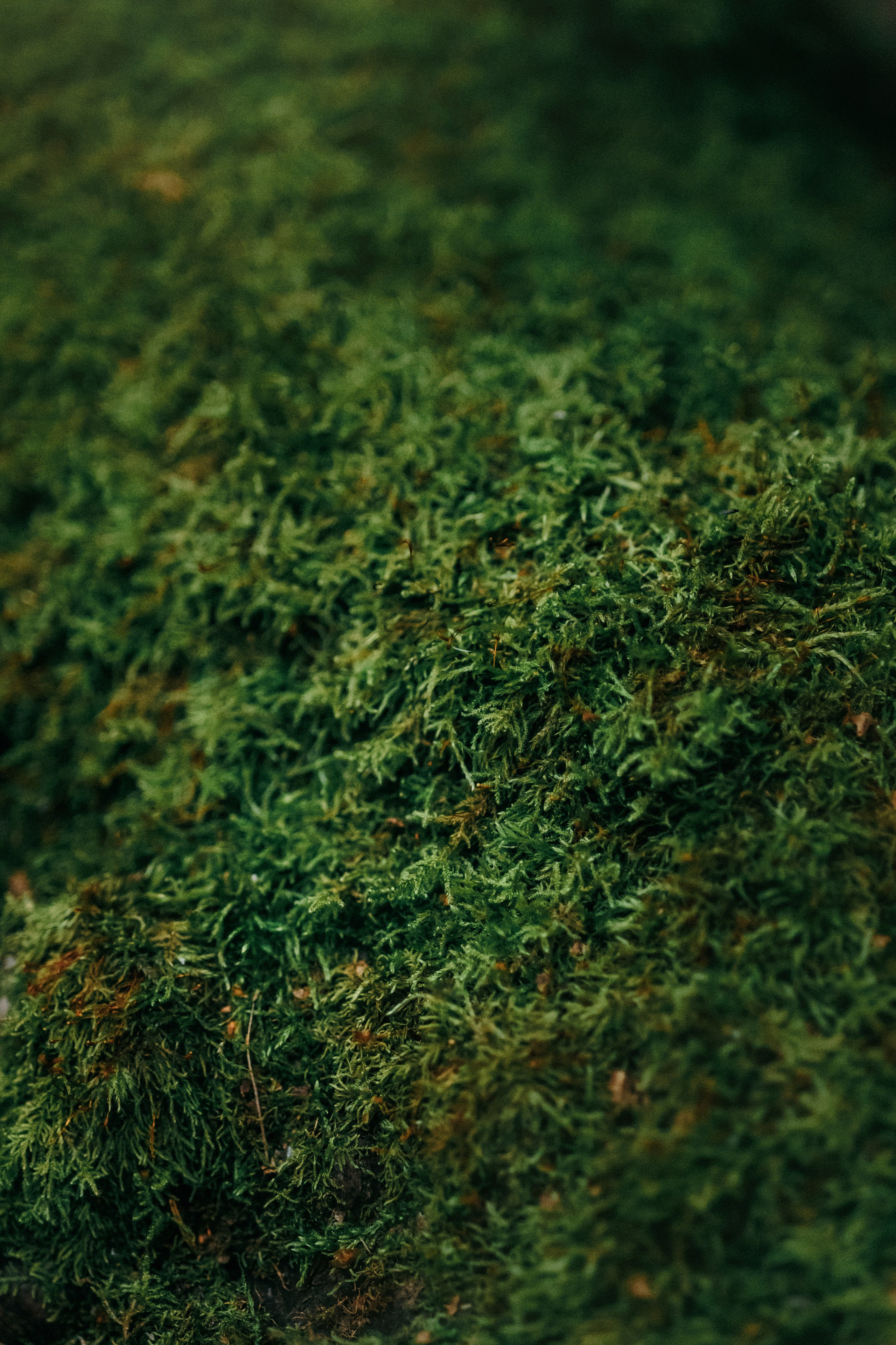 Лена и Джин. Фотограф-анималист Елена Радченко, Москва