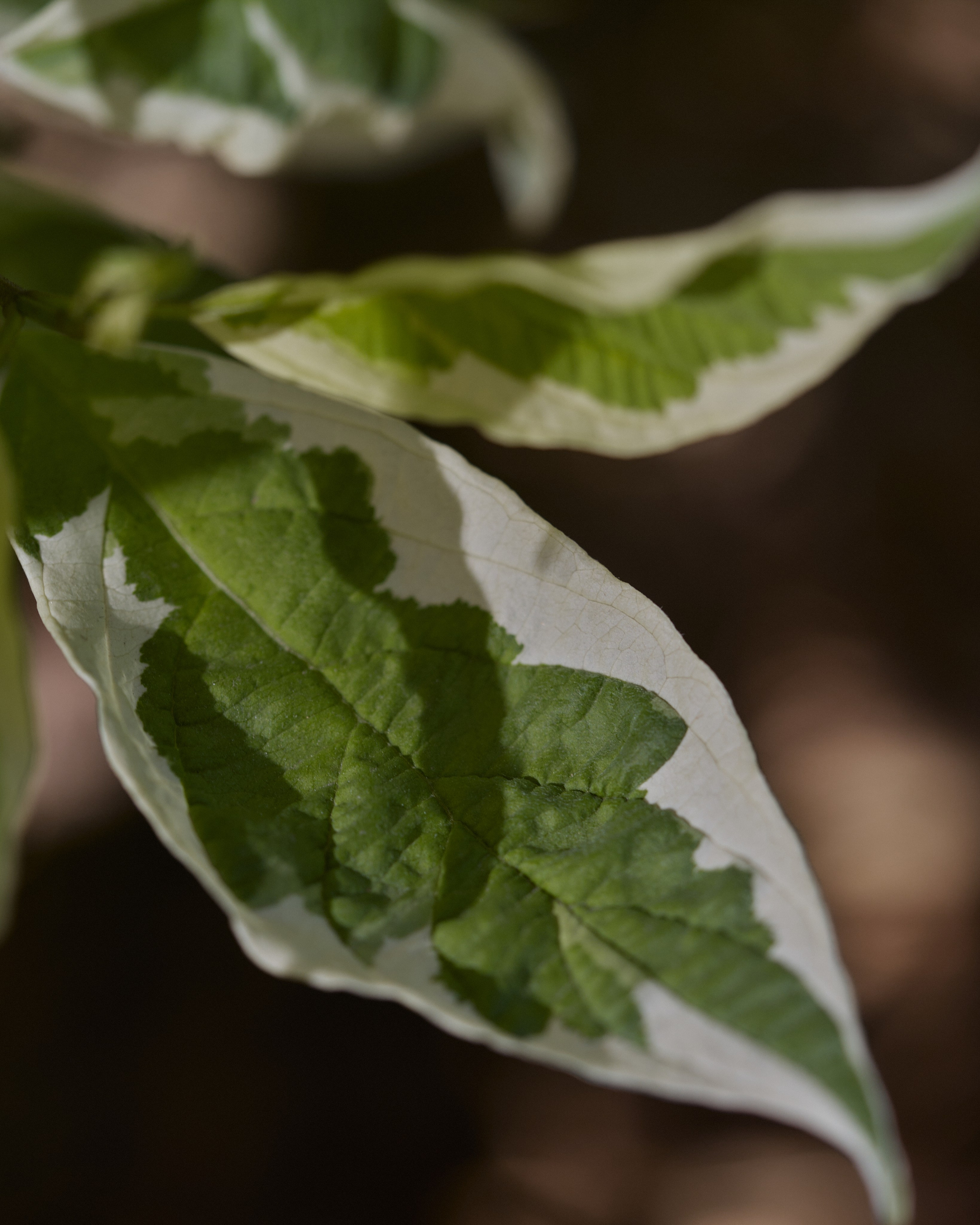 CORNUS. Фотограф Москва Сергей Громов