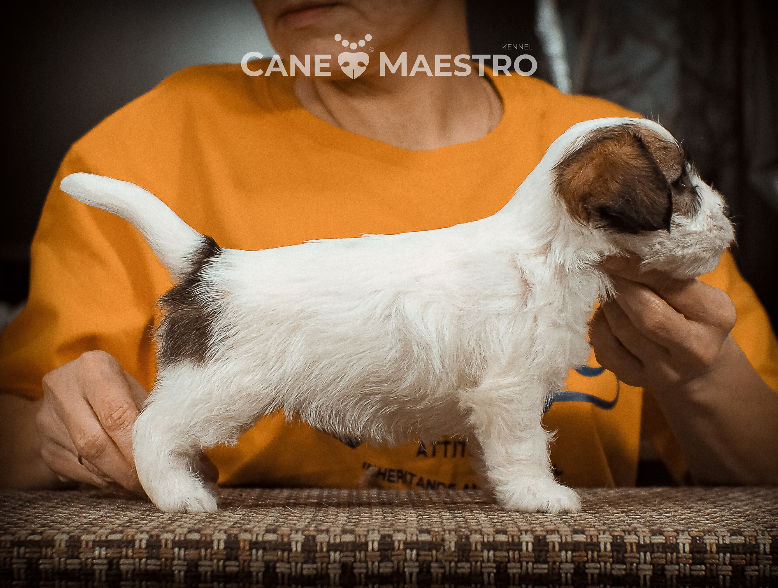 Сук_21_12_25. CANE MAESTRO — kennel Jack Russell Terrier