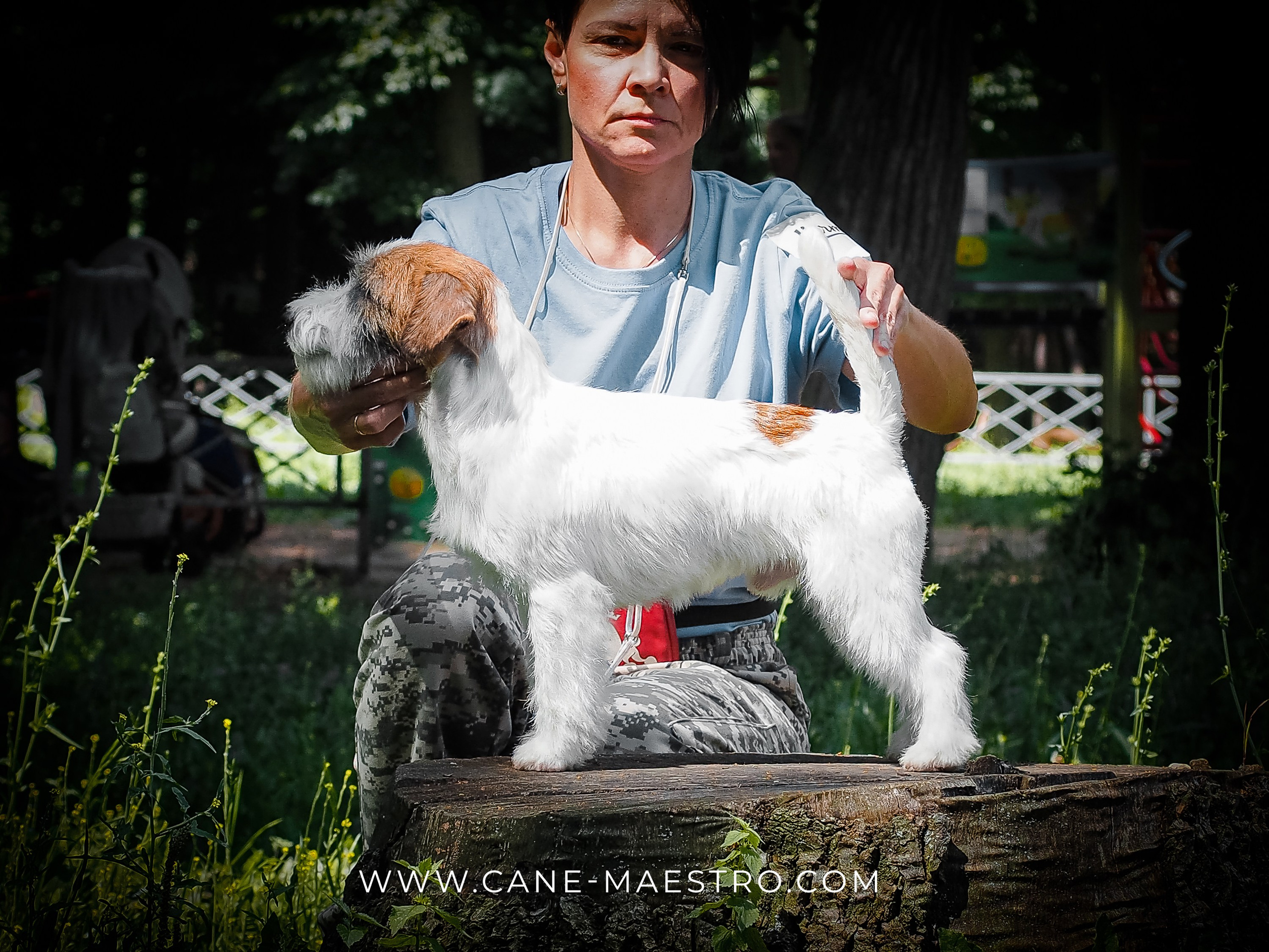 Кобель ХАН СОЛО. CANE MAESTRO — kennel Jack Russell Terrier