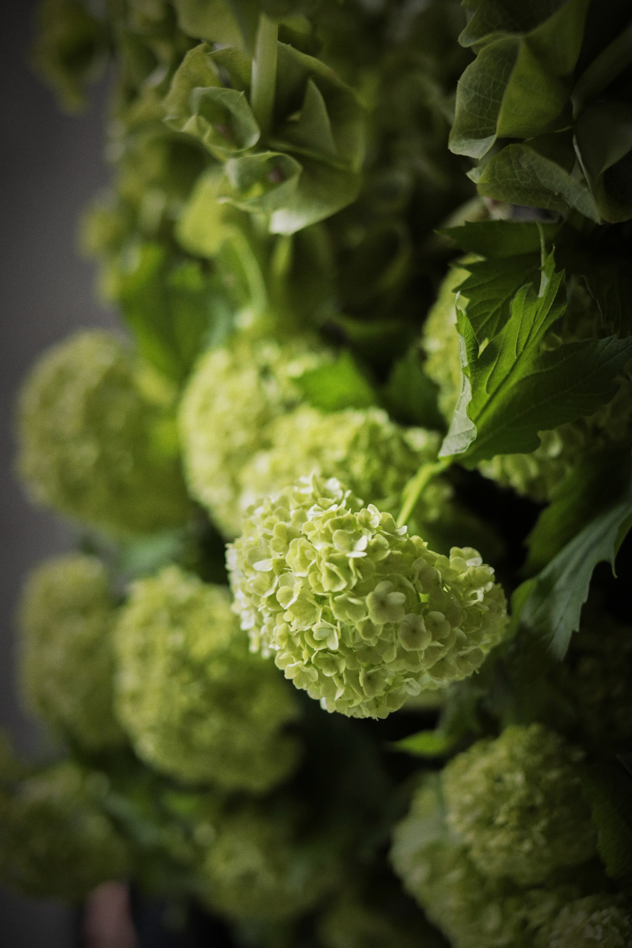 Flowers. Виктория Калугина — фотограф и видеомейкер в Москве