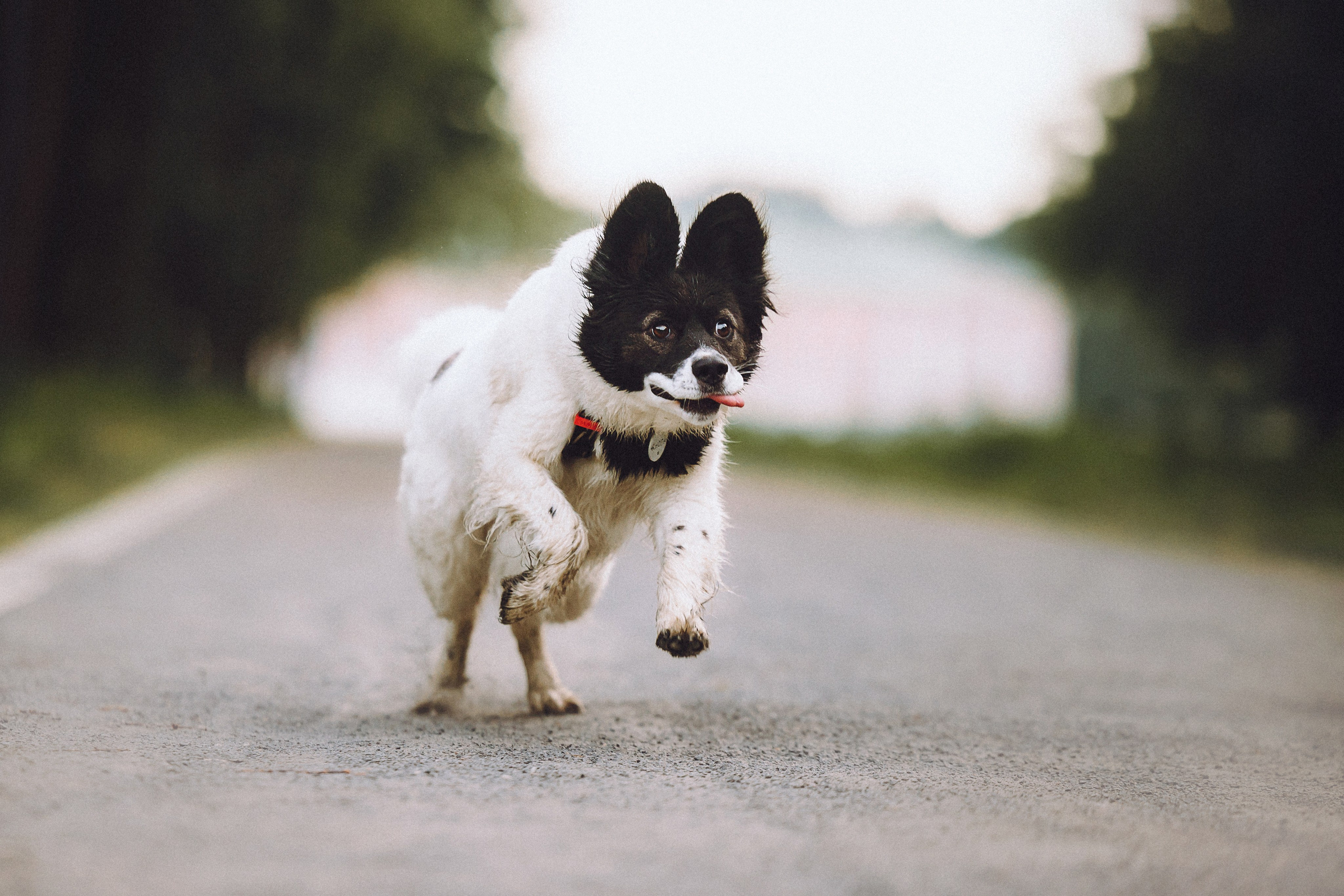 Фифа, Кнопка, Бублик и их семья