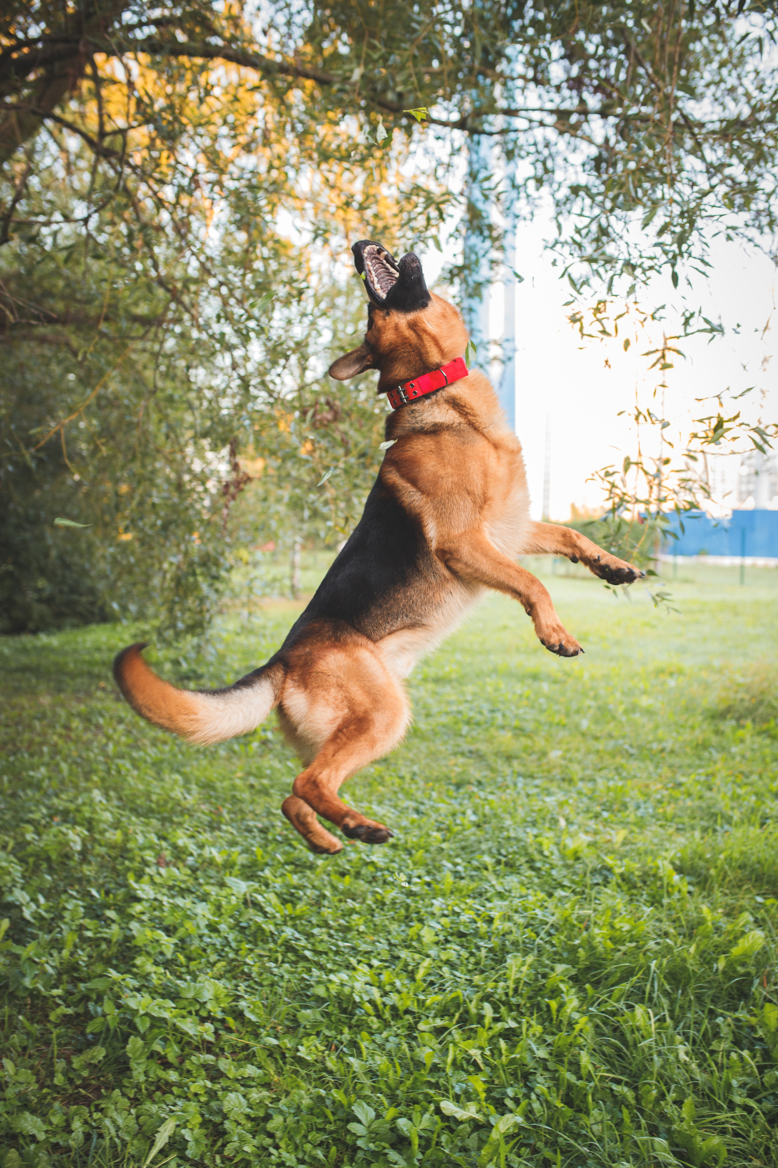 Фотопрогулка молодой девушки и ее собаки летним утром в парке. Семейный и школьный фотограф в Москве Анна Ткач