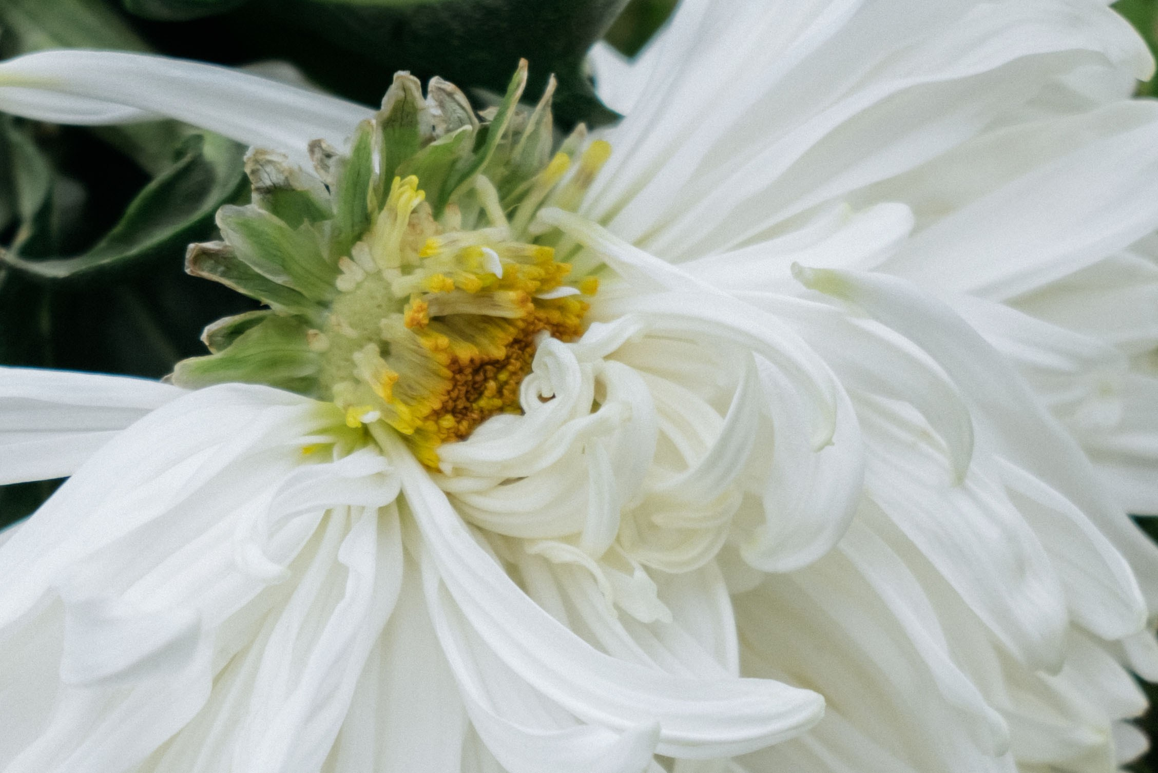 Индивидуальная фотосессия в парке. Профессиональный фотограф в Твери Иванова Юлия