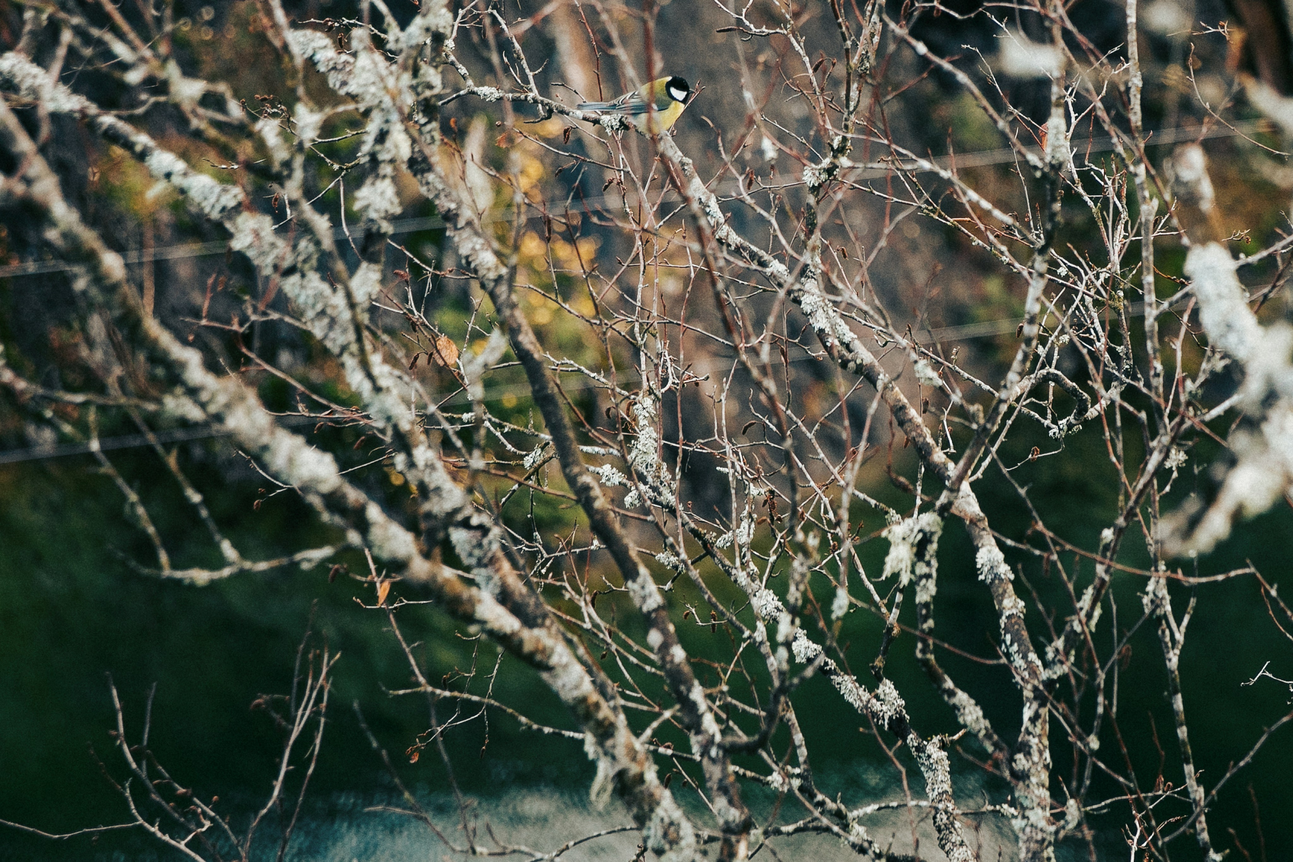 Осенняя прогулка Кирилла Рукояткина. Фотограф в Москве Шаганова Нина