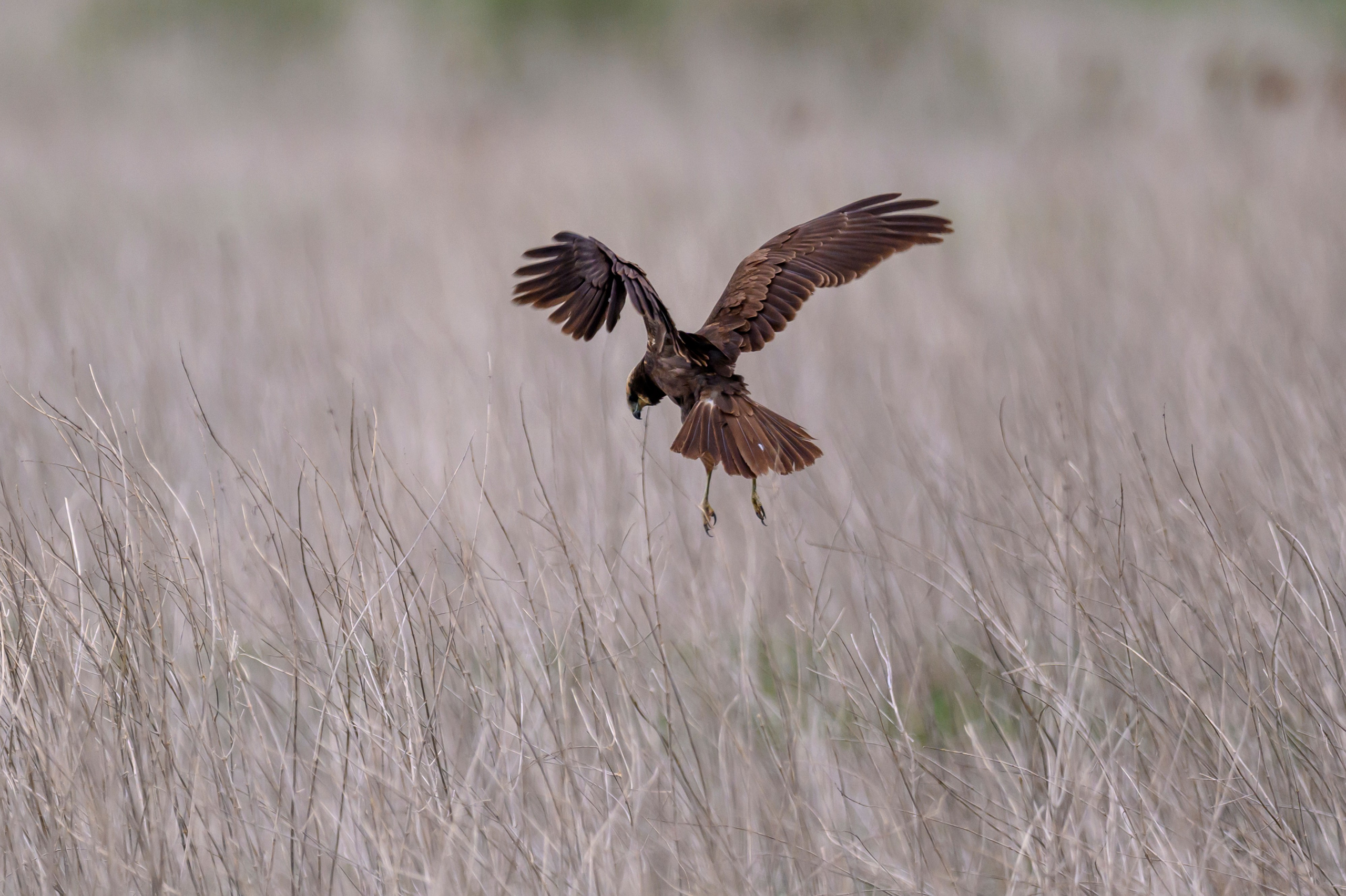 Болотные совы и лунь. Wildlife photography by Sergey Puponin
