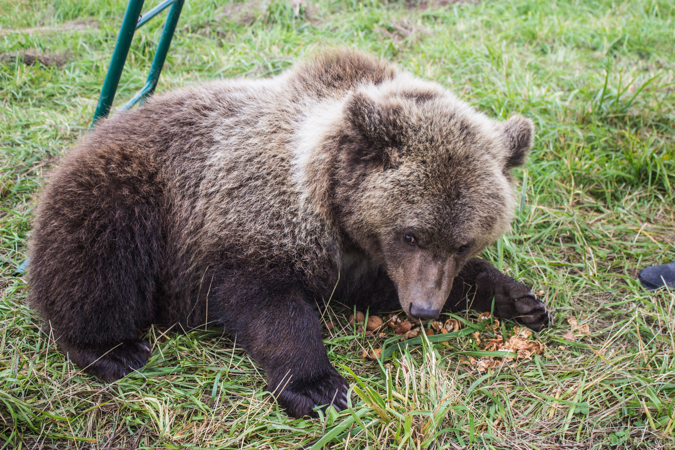 Медведь Мансур. Фотоальбом показывающий увлекательный мир авиации и мир медведей Андрея Иванова