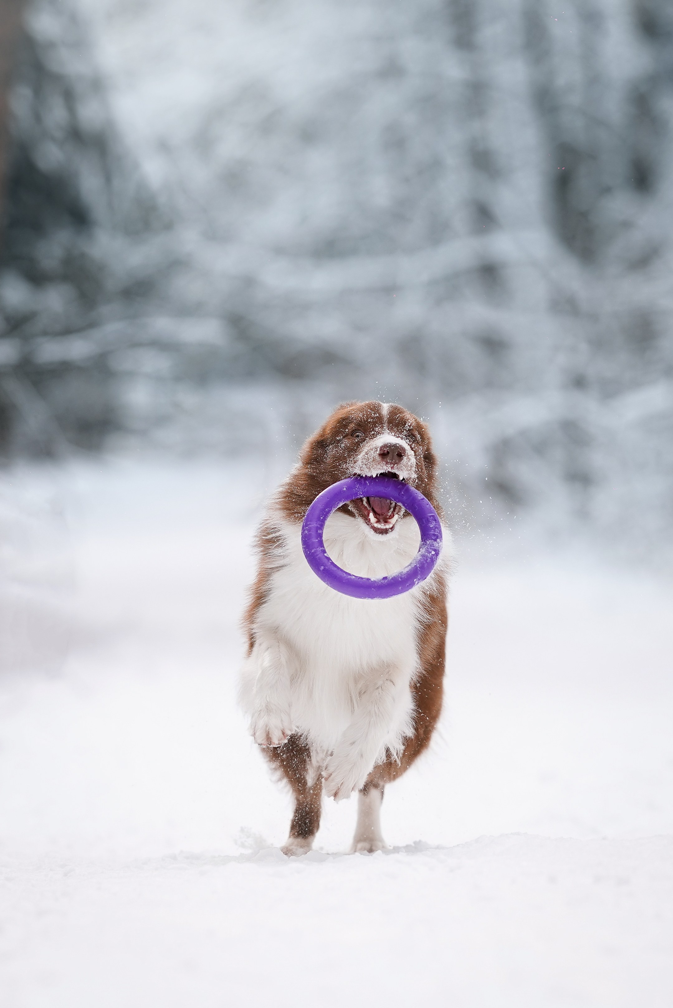 Катя и Ская. Фотограф-анималист в Санкт-Петербурге Яна Мартынова