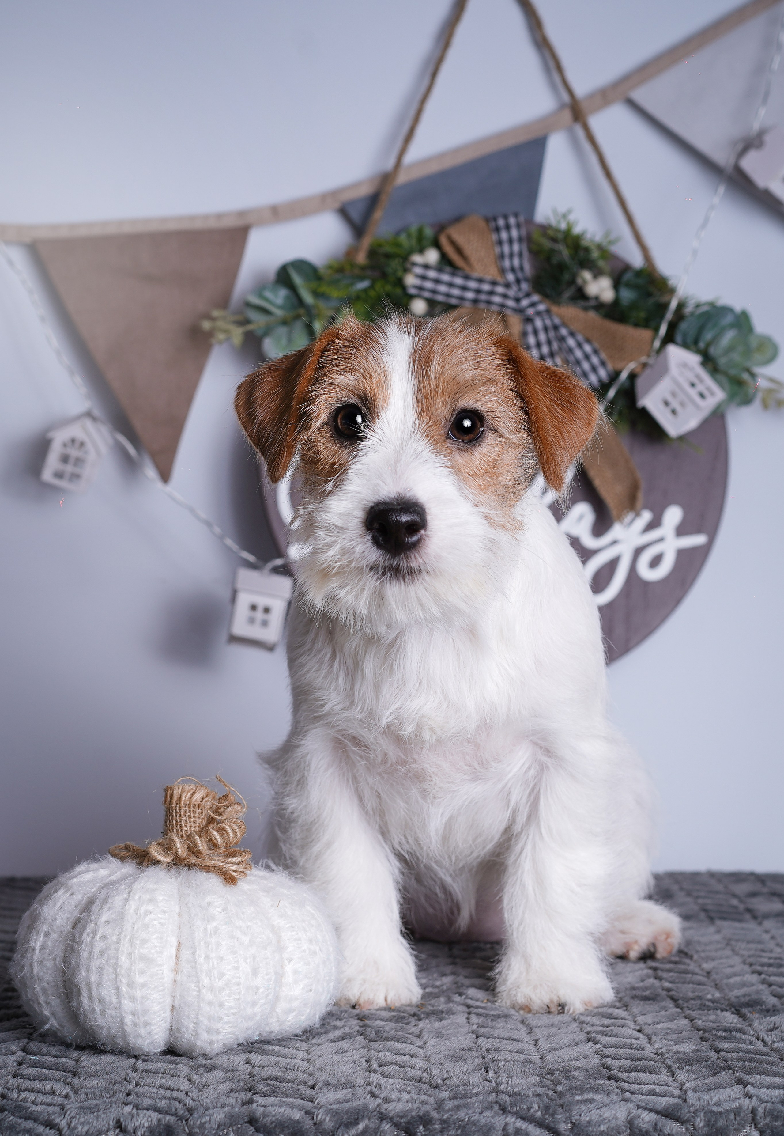 Щенки дрт. Фотограф-анималист в Санкт-Петербурге Яна Мартынова
