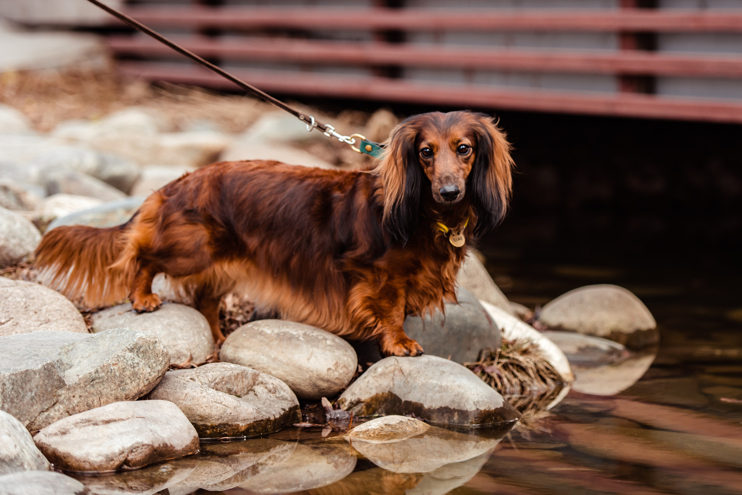 Таксы на Красной площади. Семейный Фотограф в Москве Ирина Хохлова