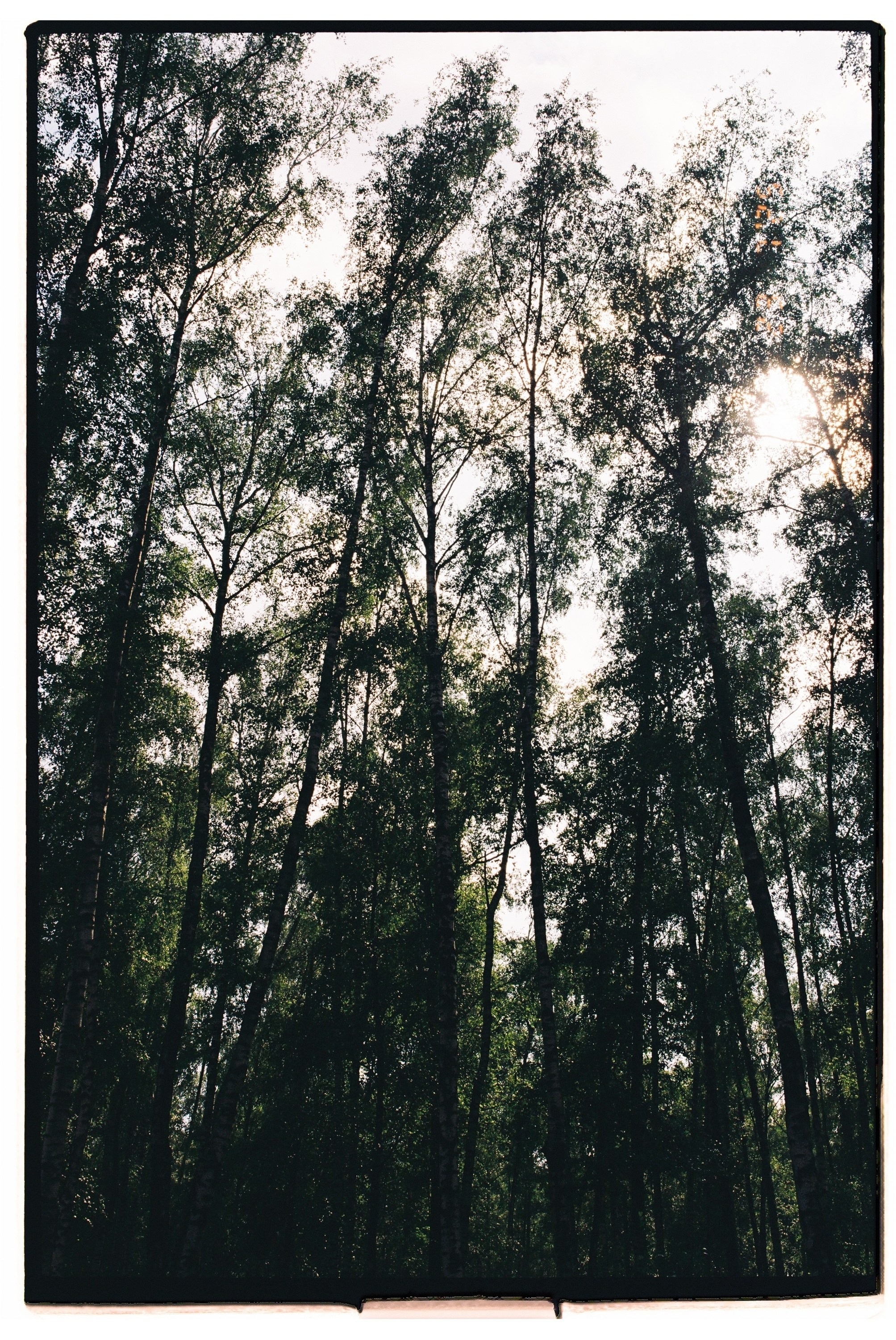 Артем и Полина. Свадебный фотограф в Москве Евгений Рыжов