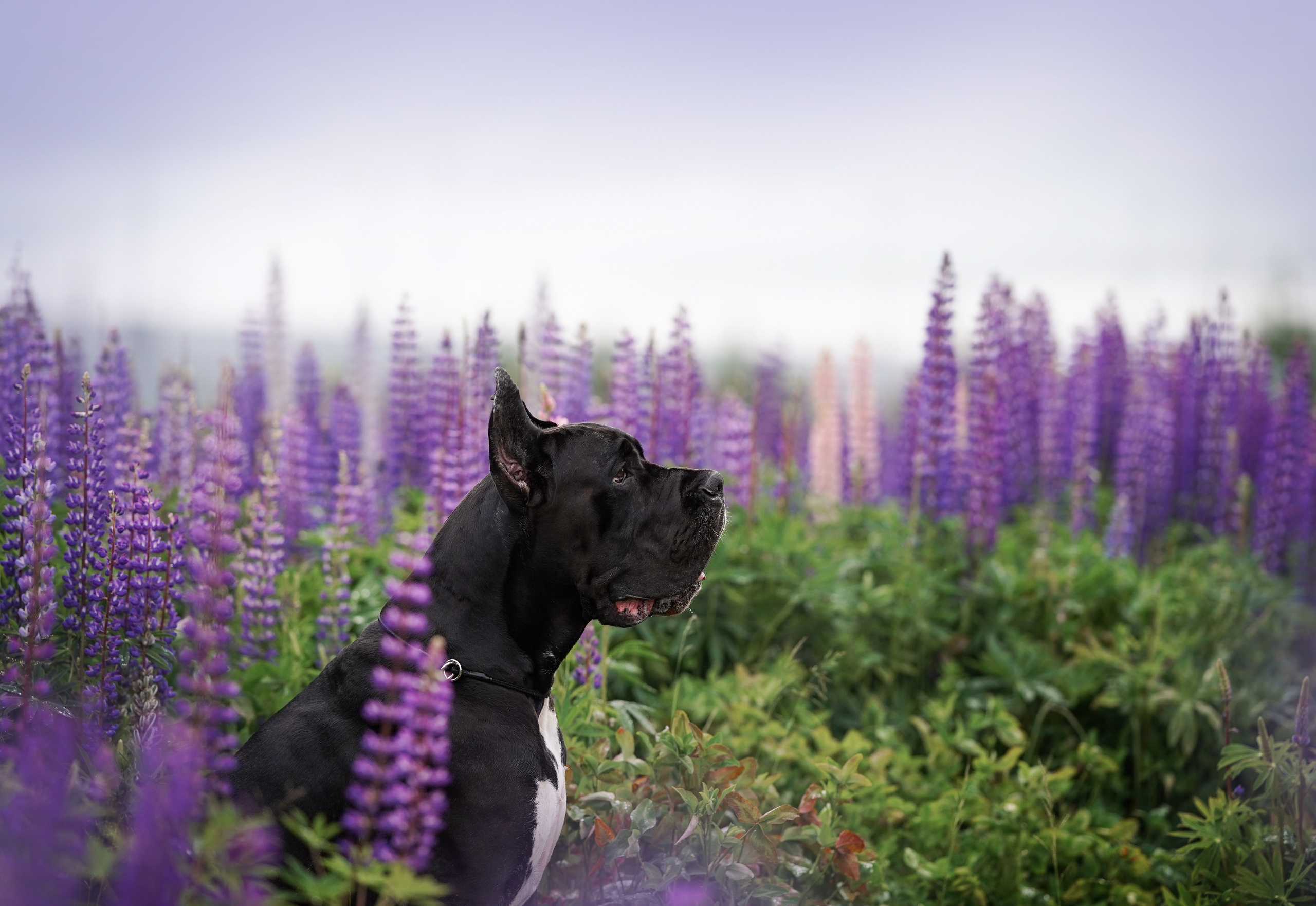 Вика и Трофей люпины. Фотограф-анималист в Санкт-Петербурге Яна Мартынова