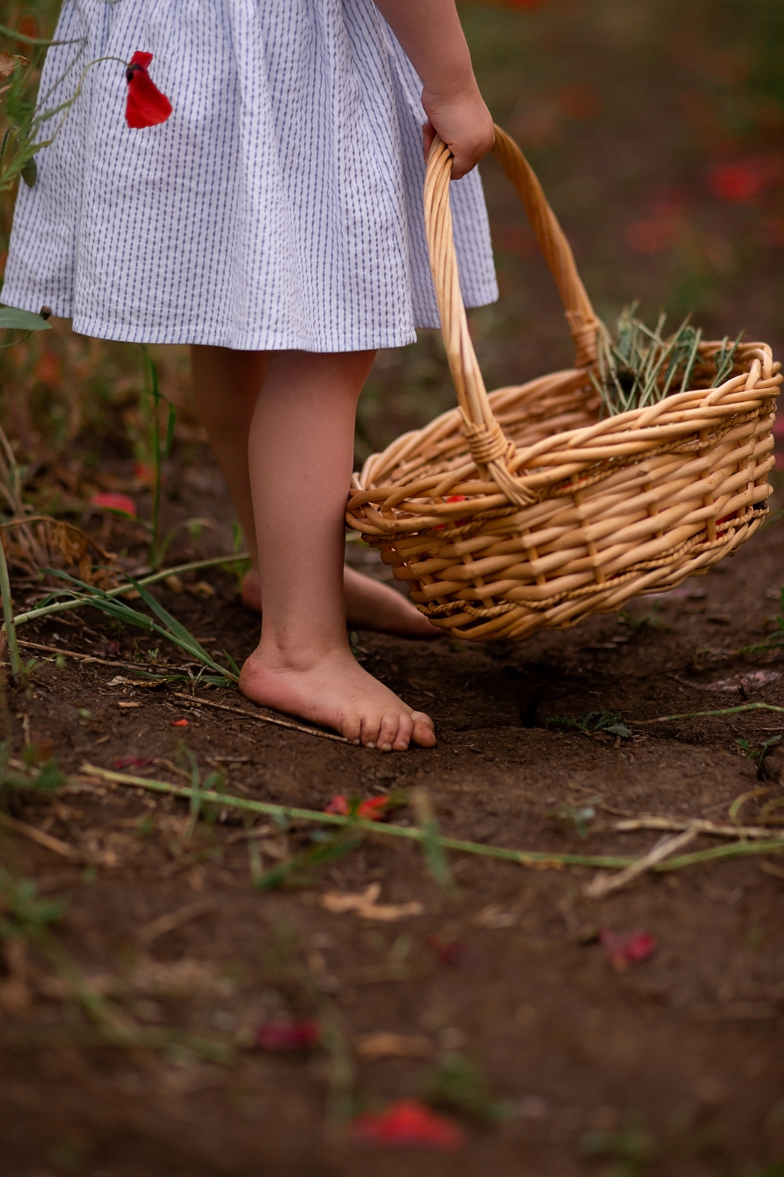 Маковое поле. Главная