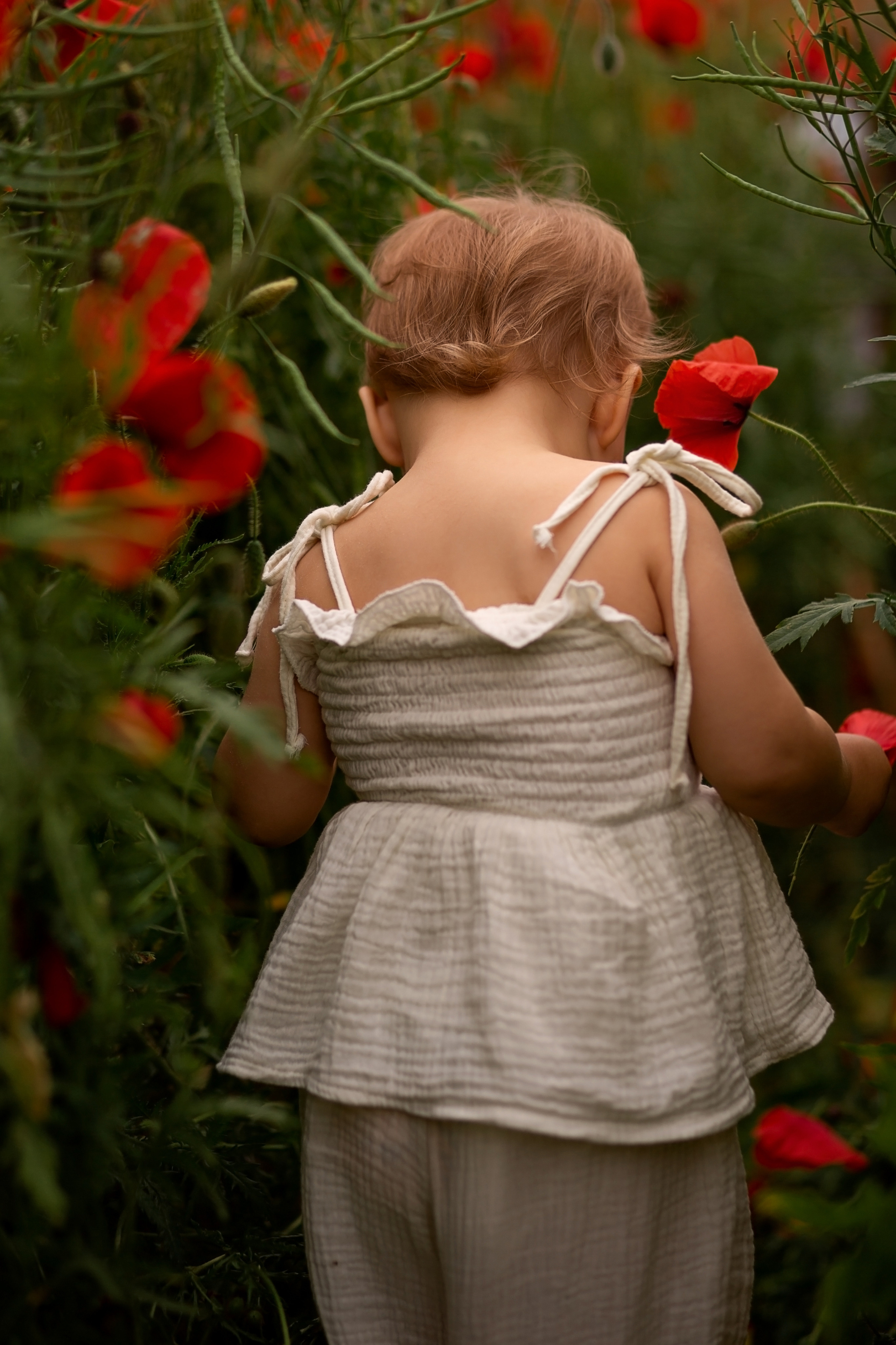 Маковое поле. Главная