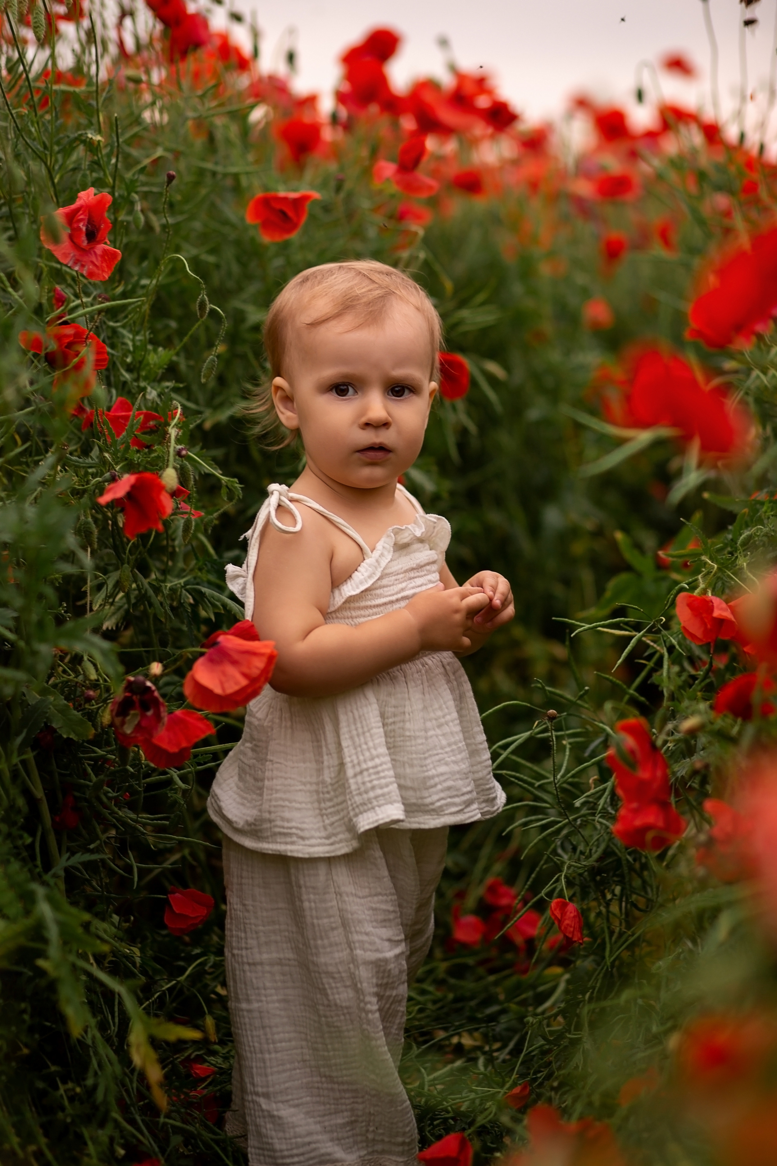 Маковое поле. Главная