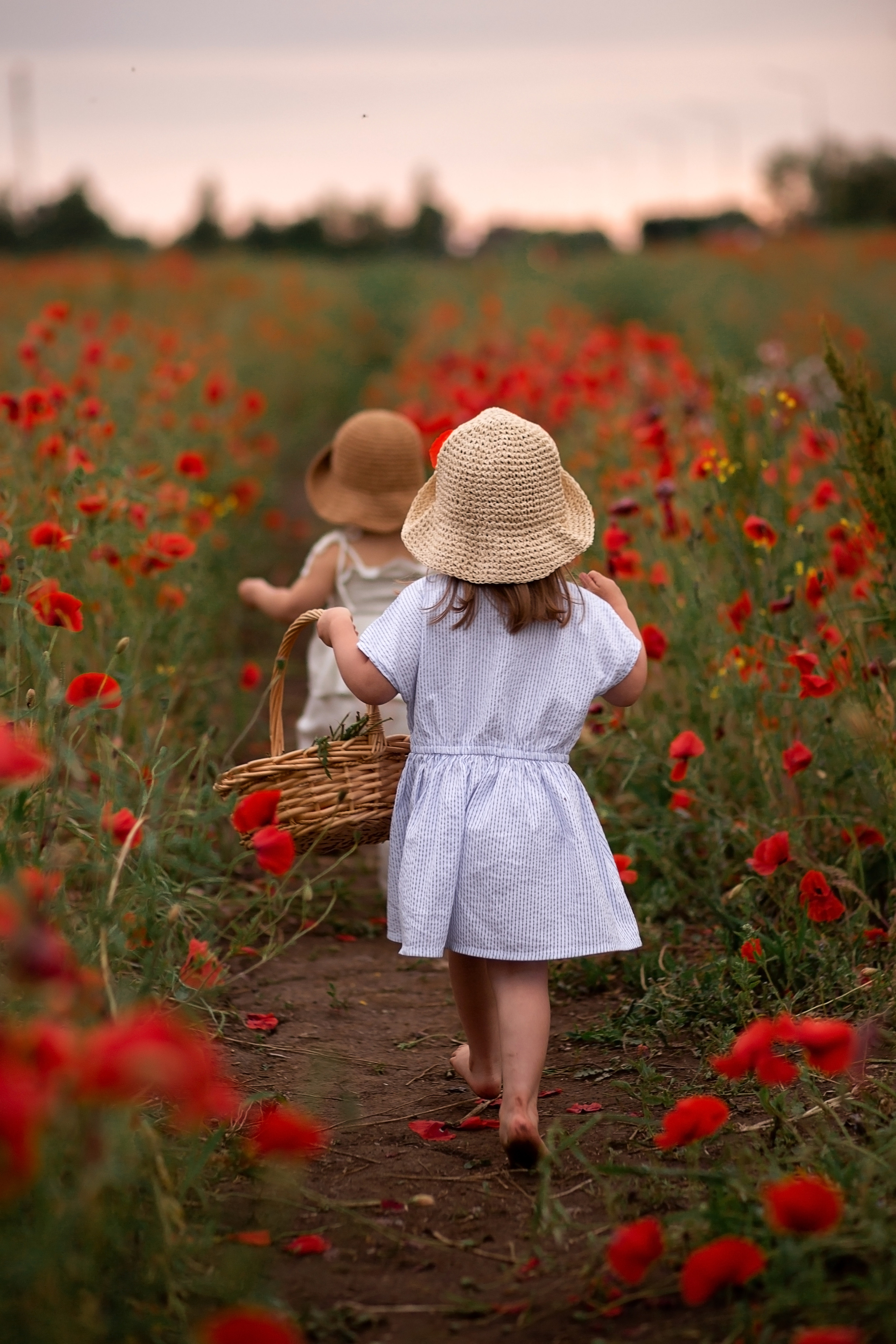 Маковое поле. Главная