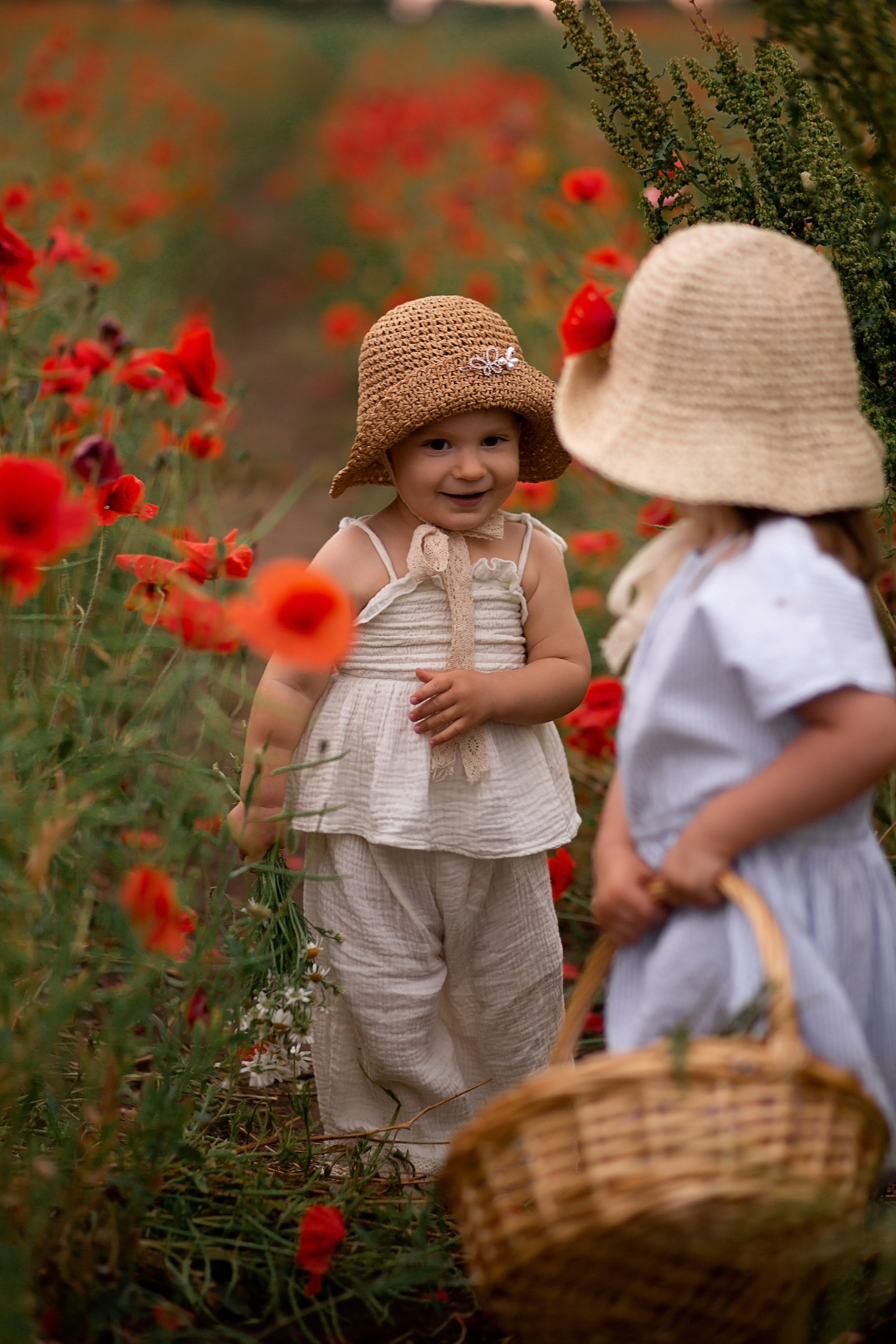 Маковое поле. Главная