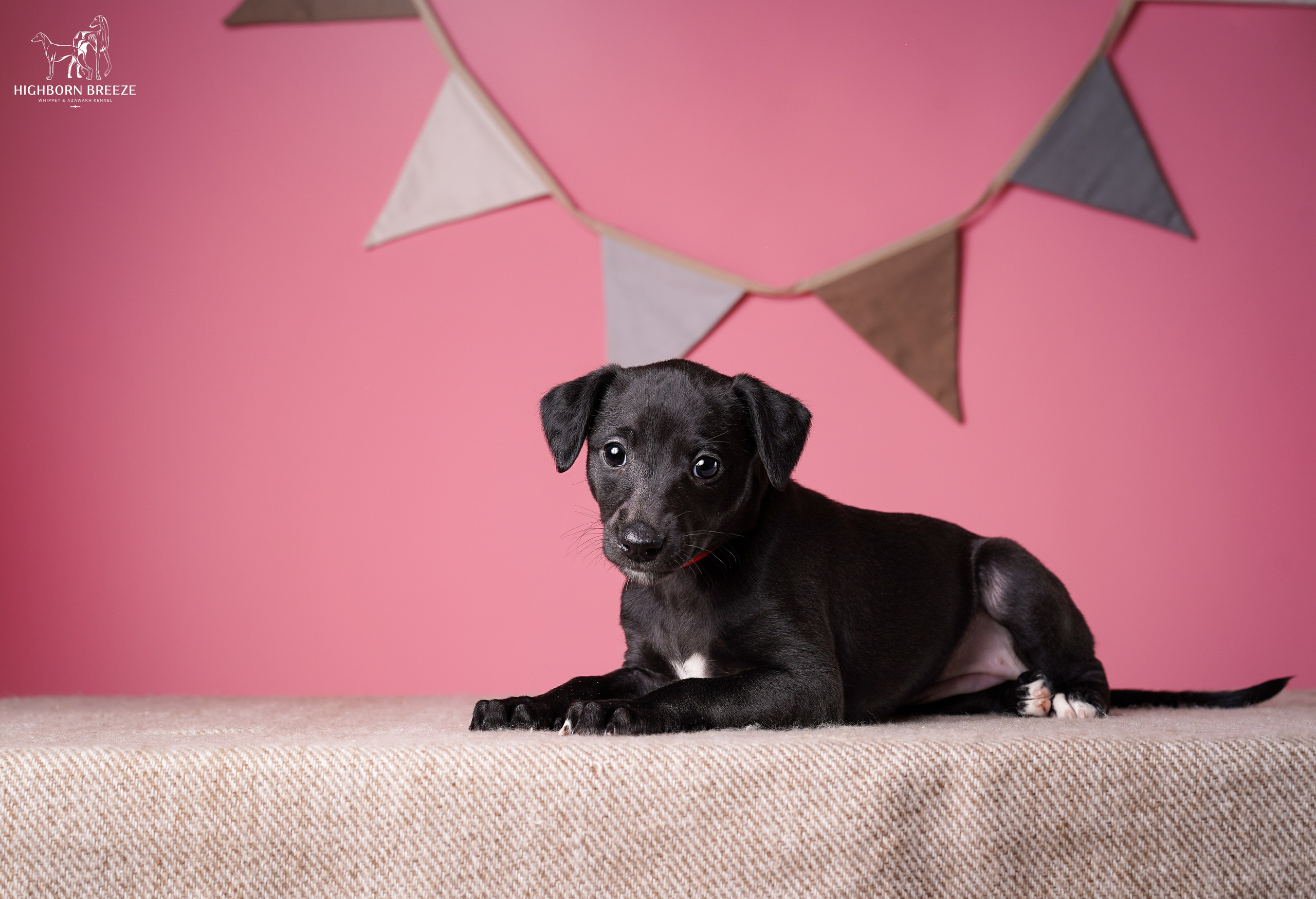 Щенки уиппета. Фотограф-анималист в Санкт-Петербурге Яна Мартынова
