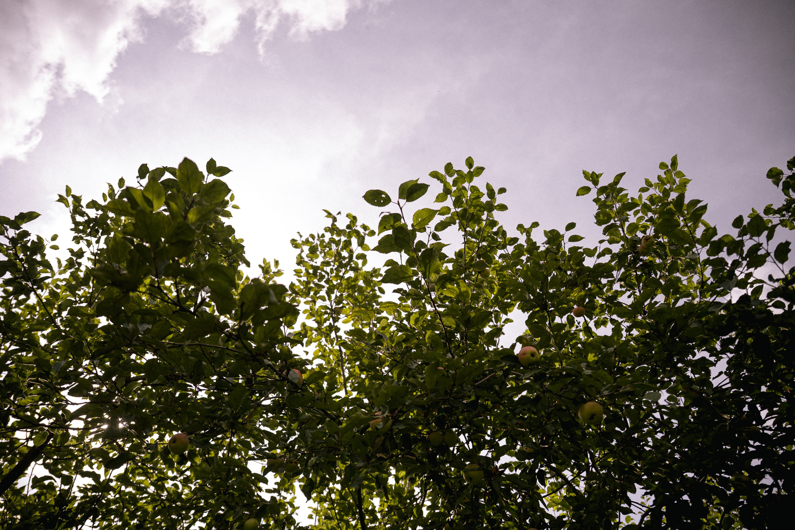 Михаил и Александра. Свадебный фотограф Анастасия Тащилина