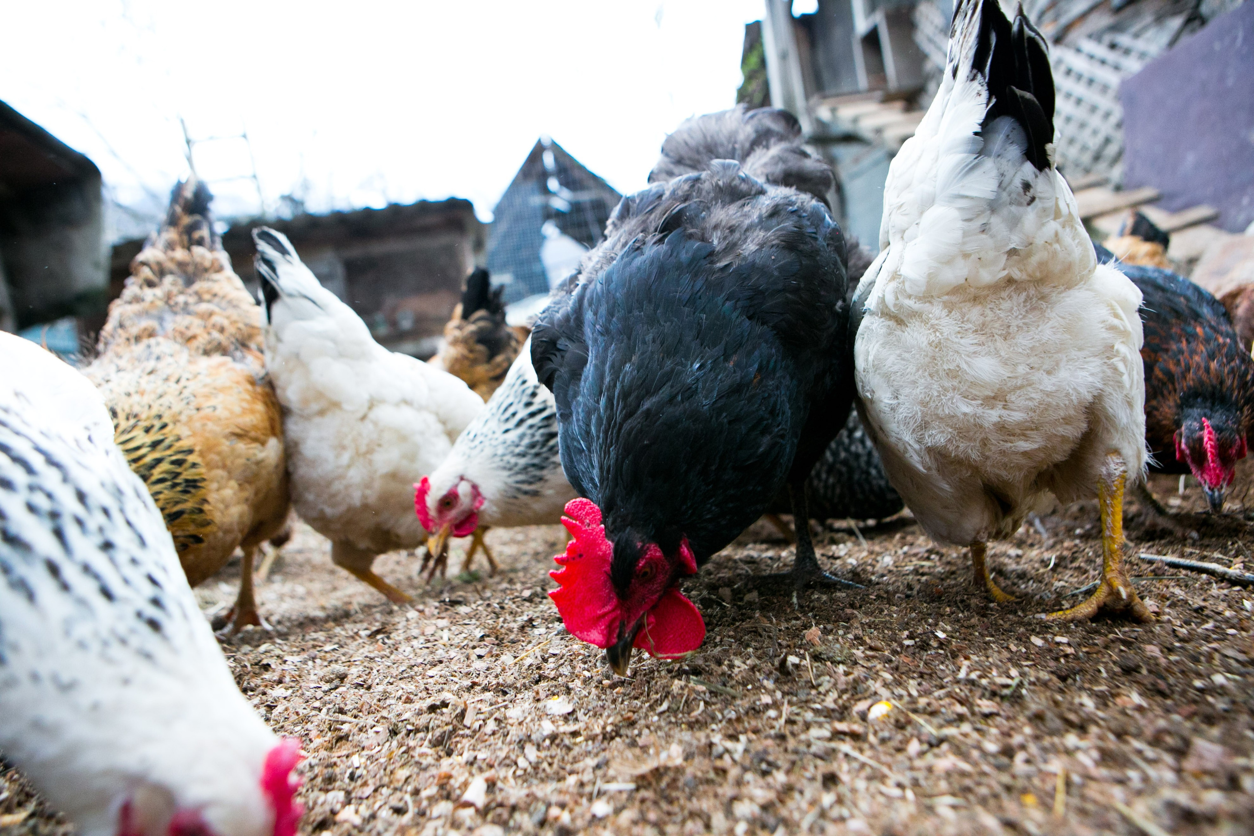 Деревенская еда «Домашние лакомста». Фотограф Красная Поляна — Сочи — Москва