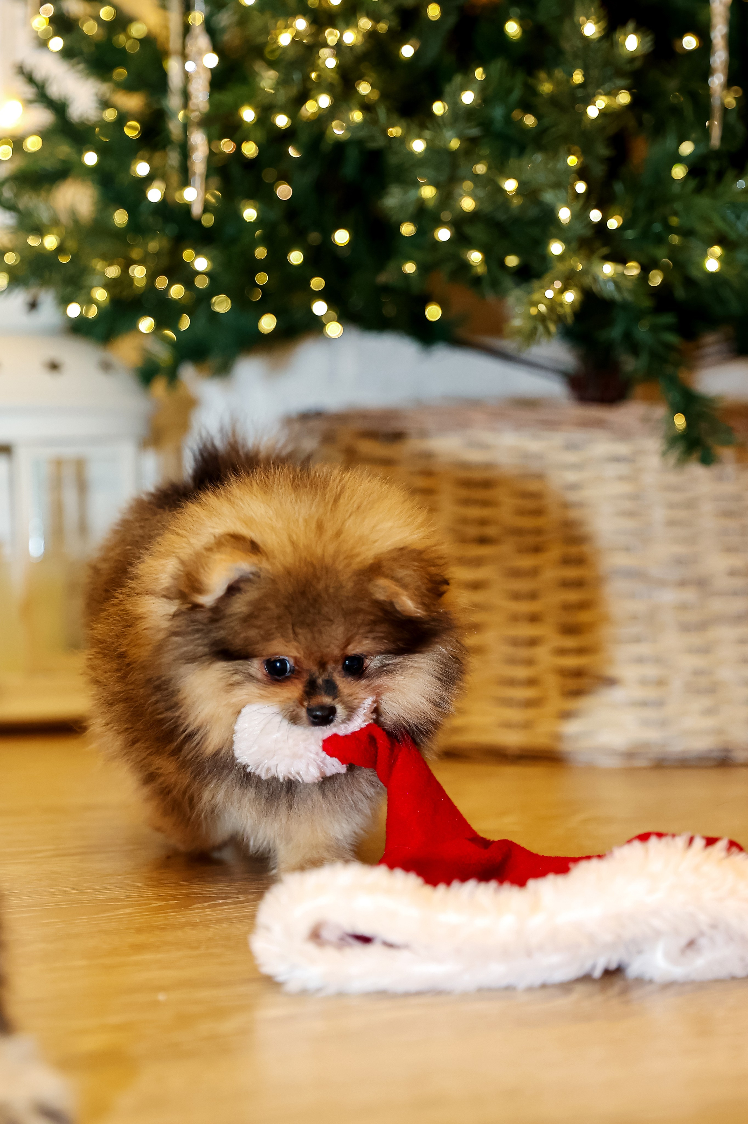 Съемка щенков шпица. Фотограф — Татьяна Кириллова, г. Санкт-Петербург