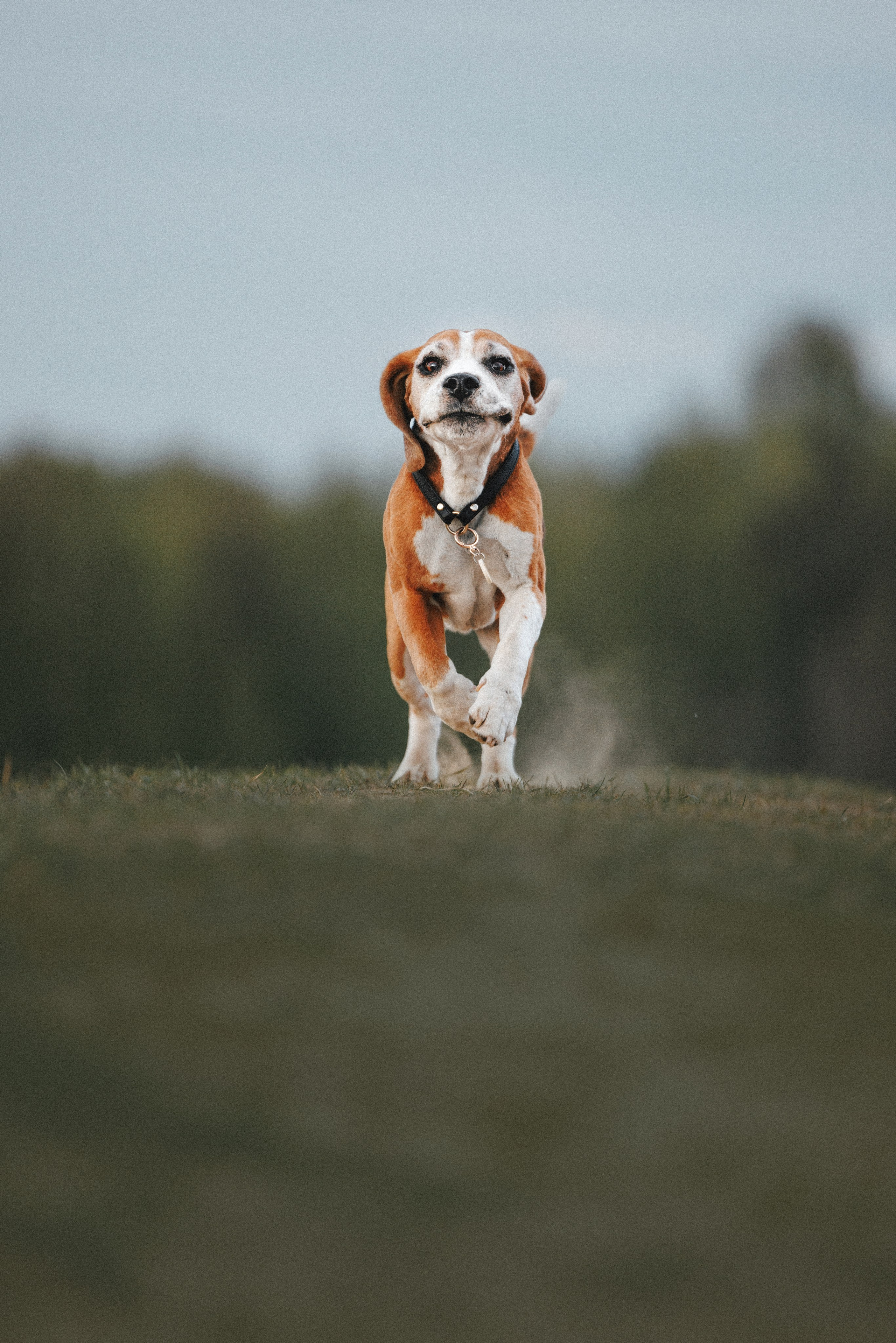 Юля и Зайфер. Фотограф анималист Осипчикова Мария