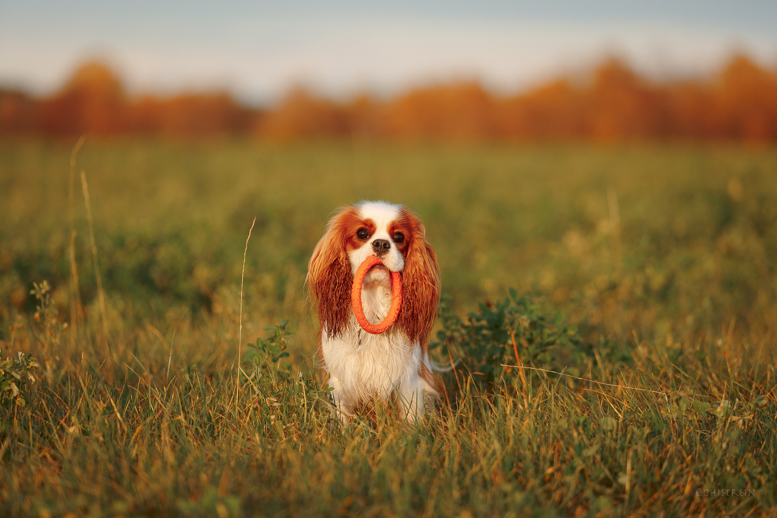 Октябрьский закат в полях. Алина и Лео. Фотограф-анималист Наталия Чистюхина в г. Сосновый Бор и ЛО