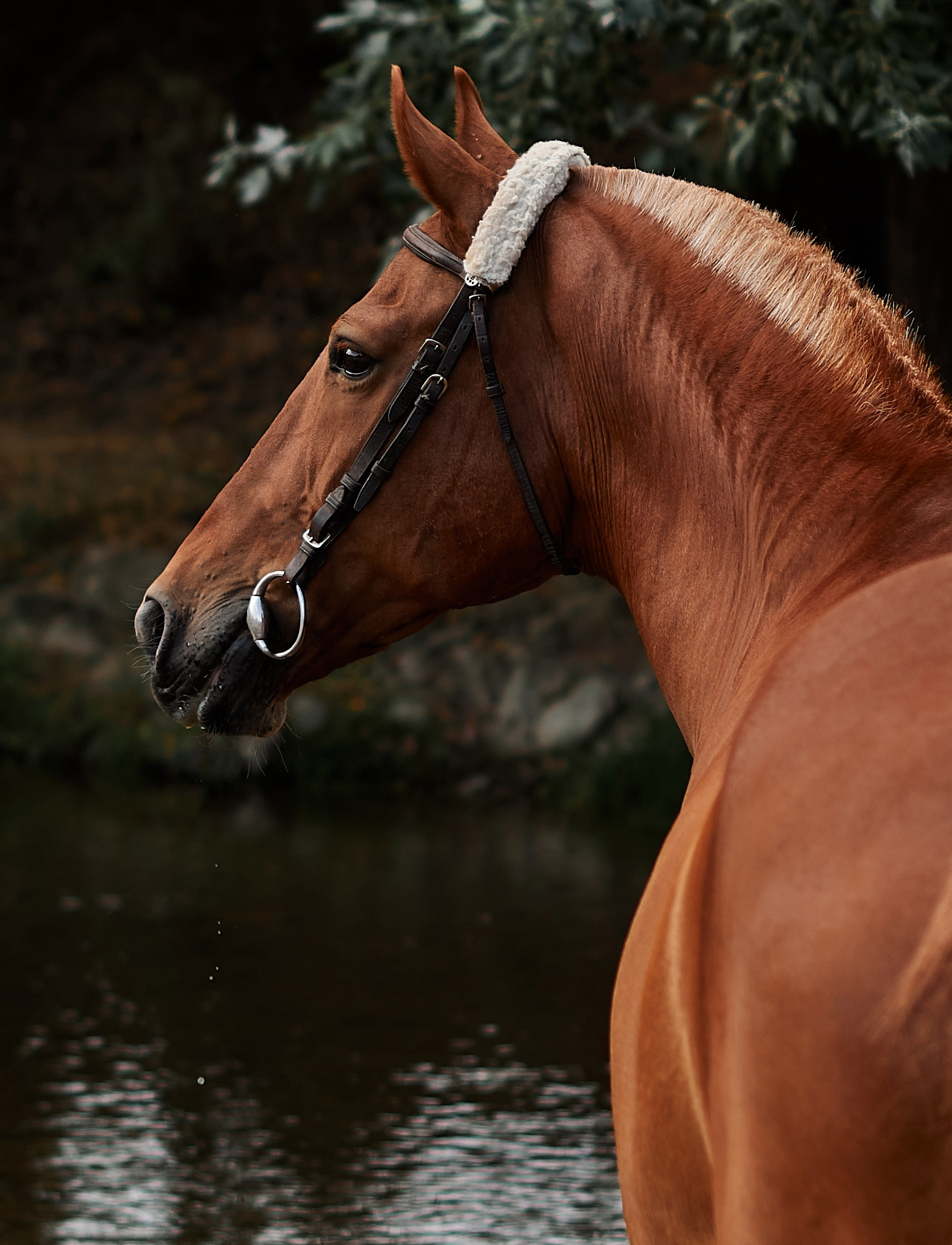 Касандра. Фотограф в Севастополе